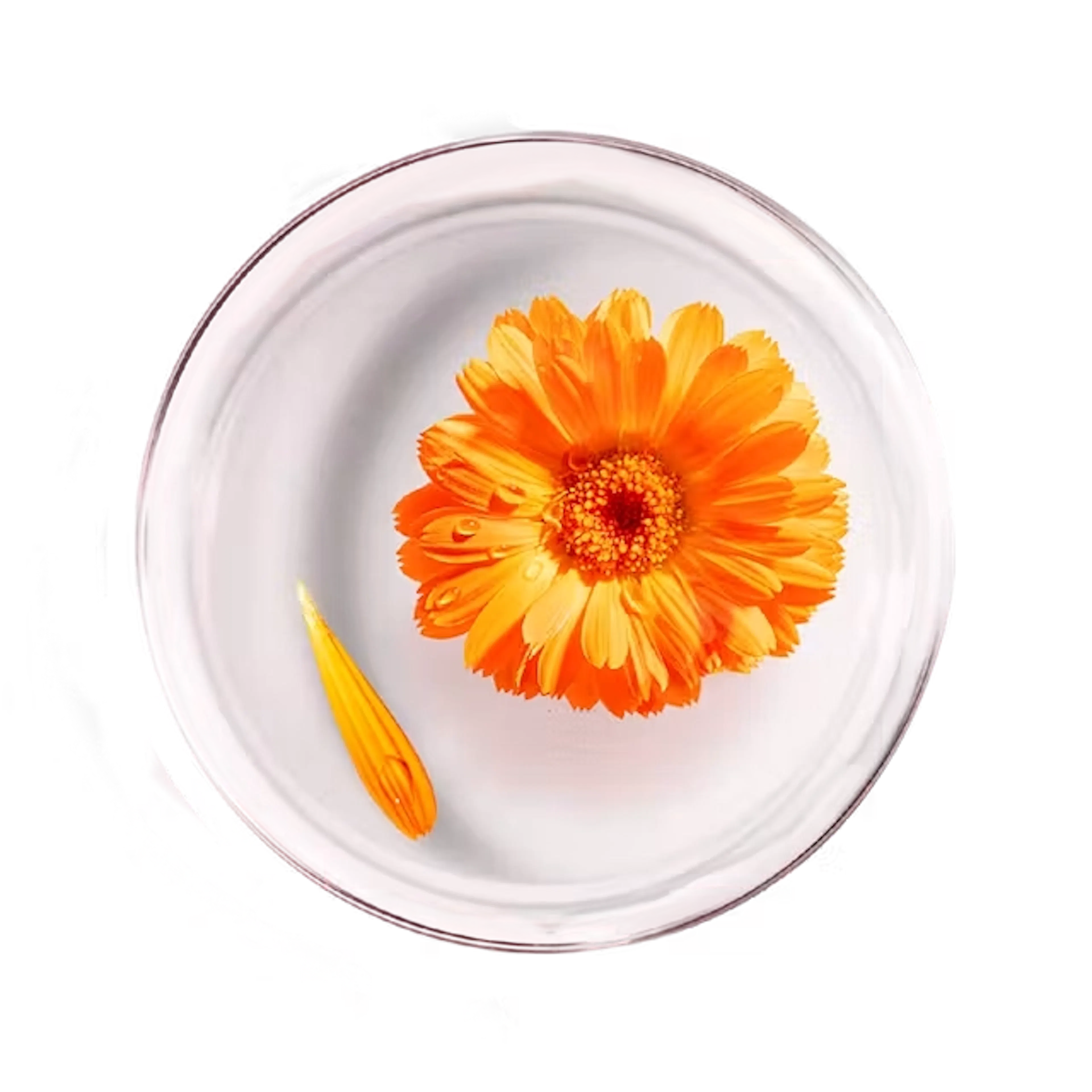 Calendula, fleur issue de l'agriculture biologique