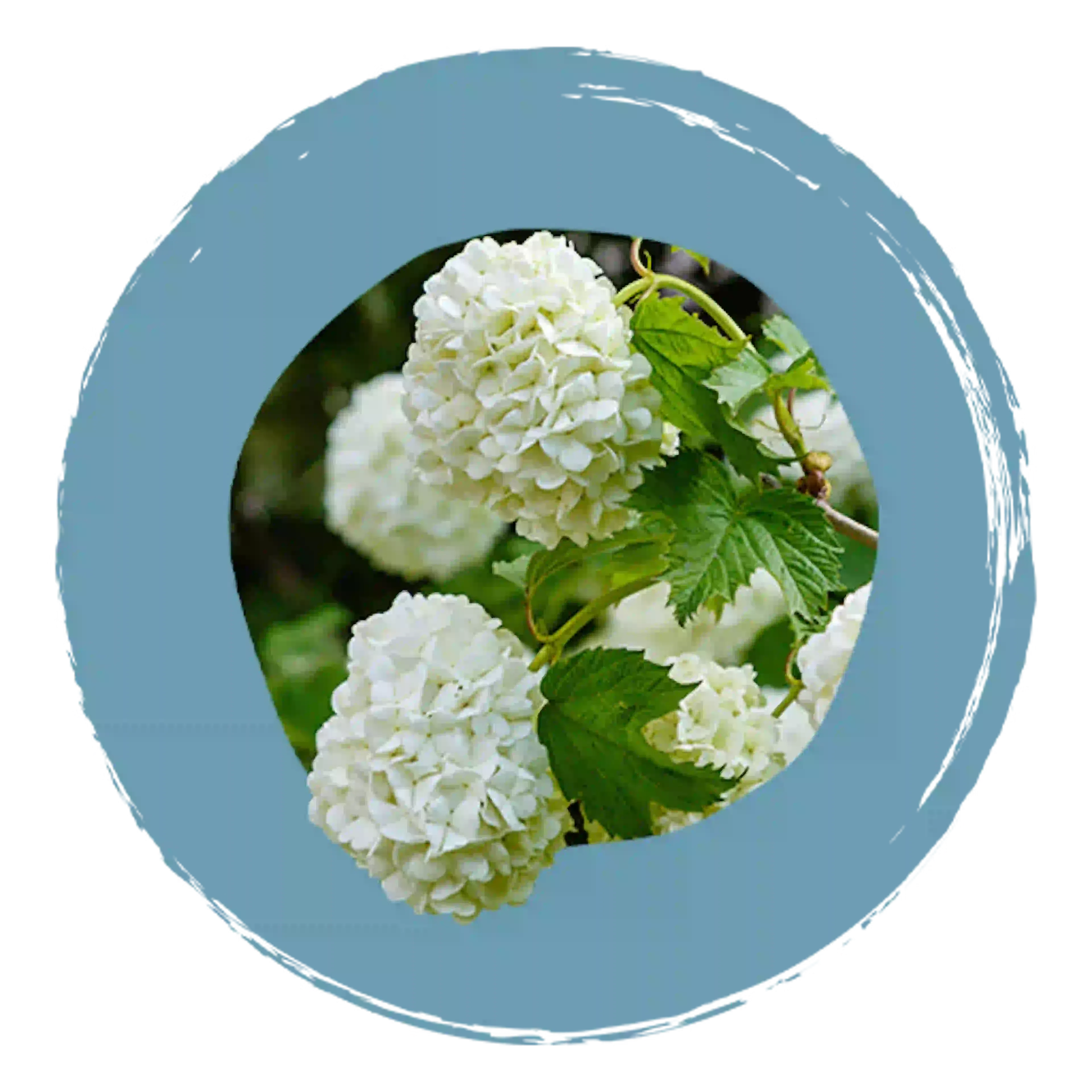 Viburnum opulus bloem, actief bestanddeel Sédatif PC