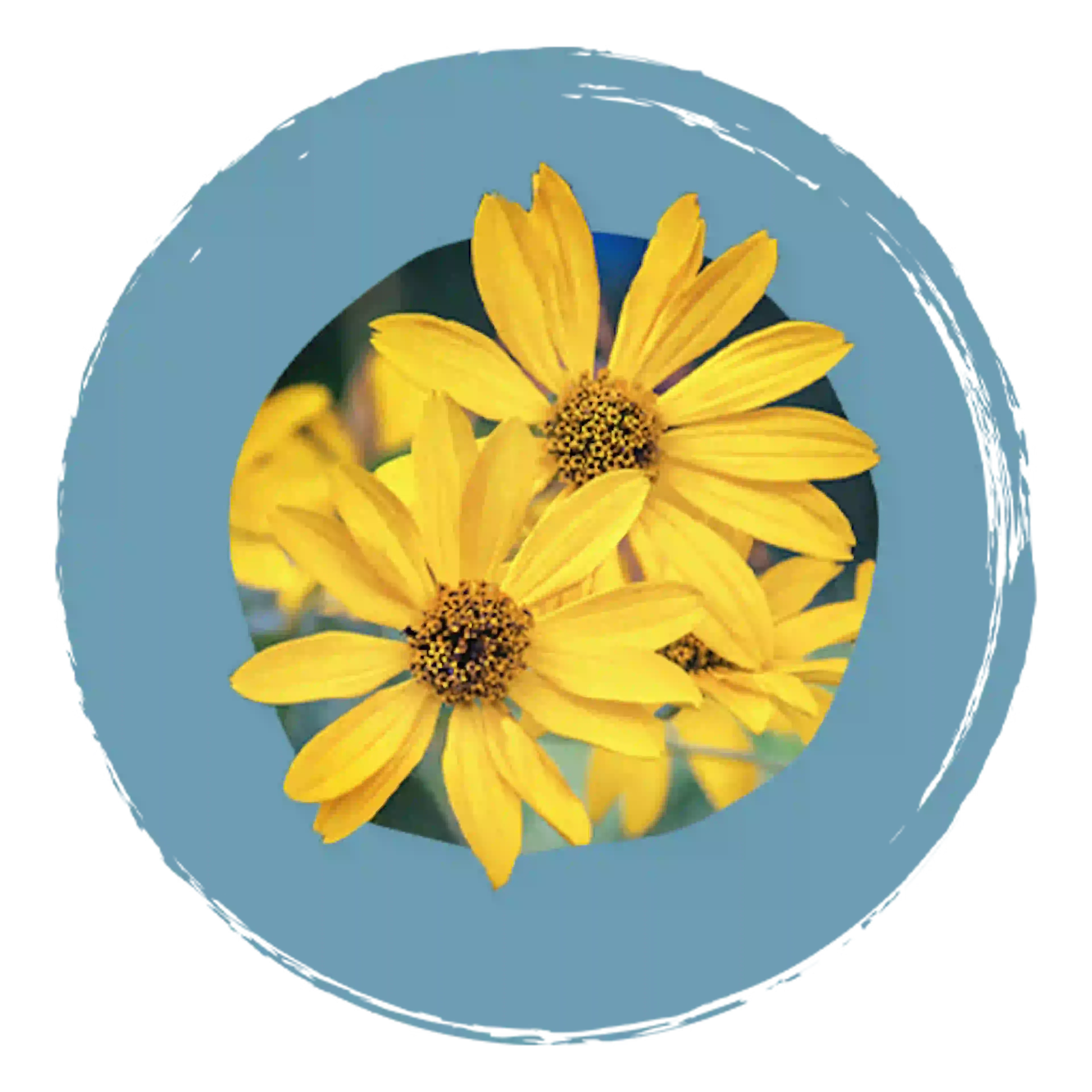 Fleur Arnica Montana, composant actif de l'Arniroller