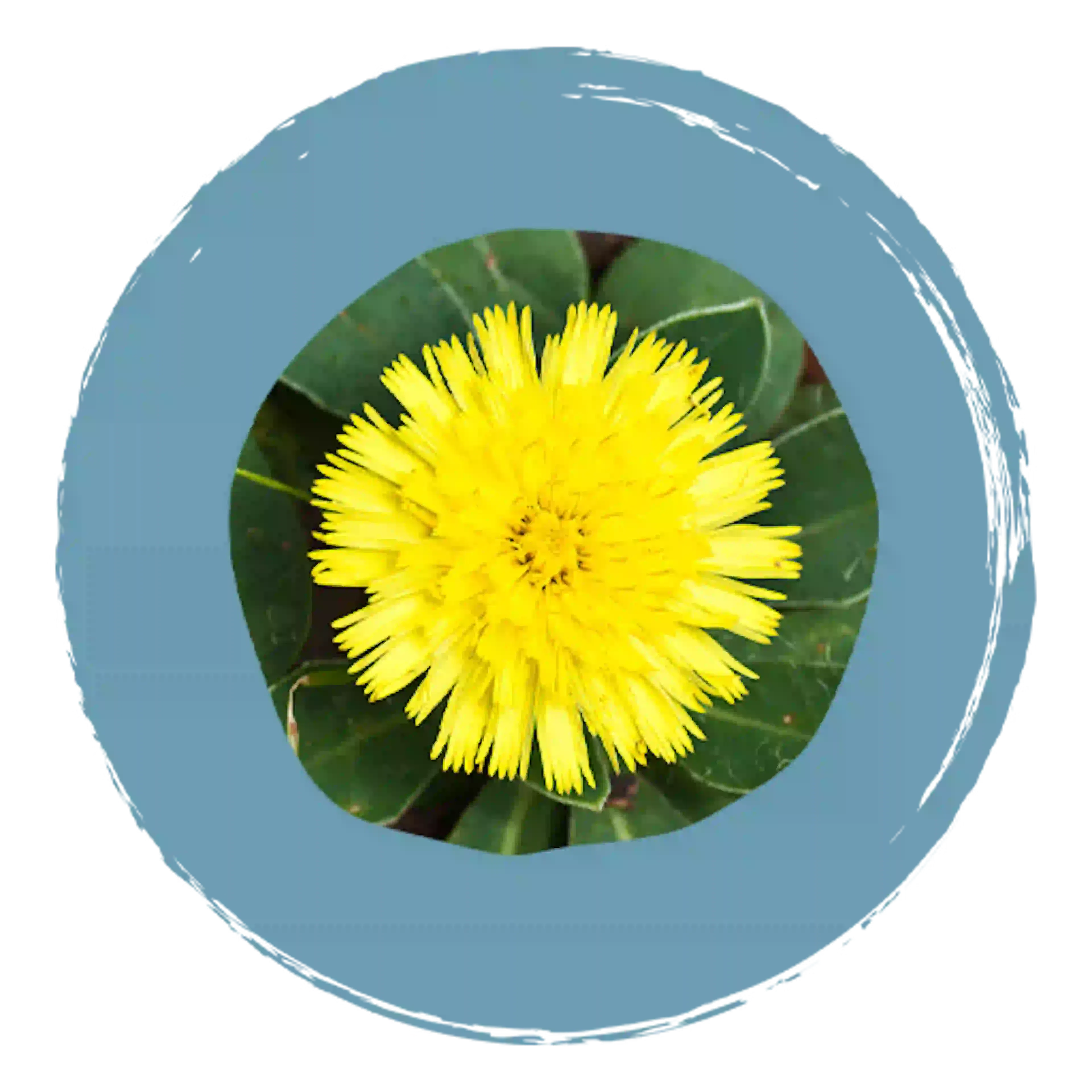 Gehele bloeiende plant van Muizenoor