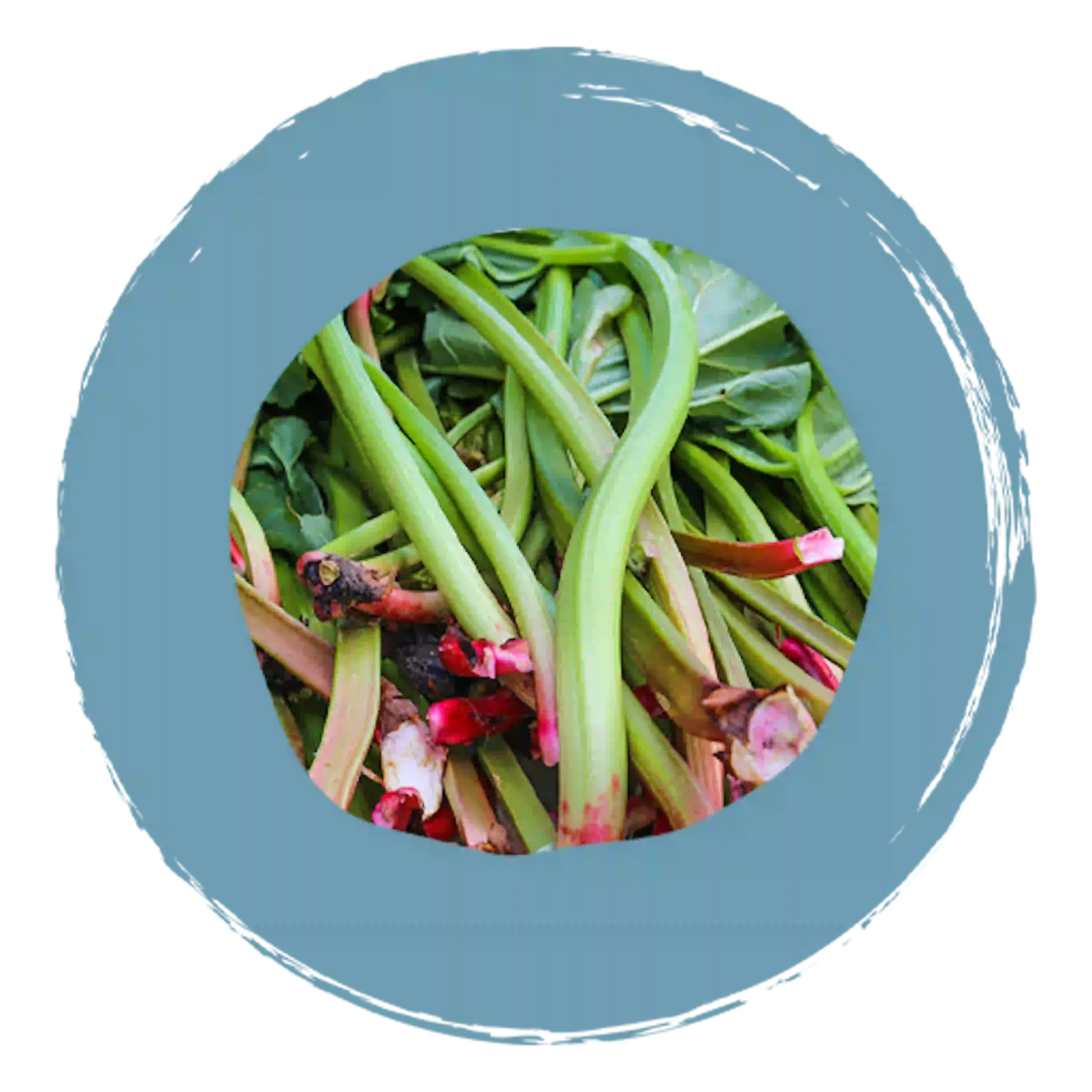 Plante Rheum, composant actif de Camilia
