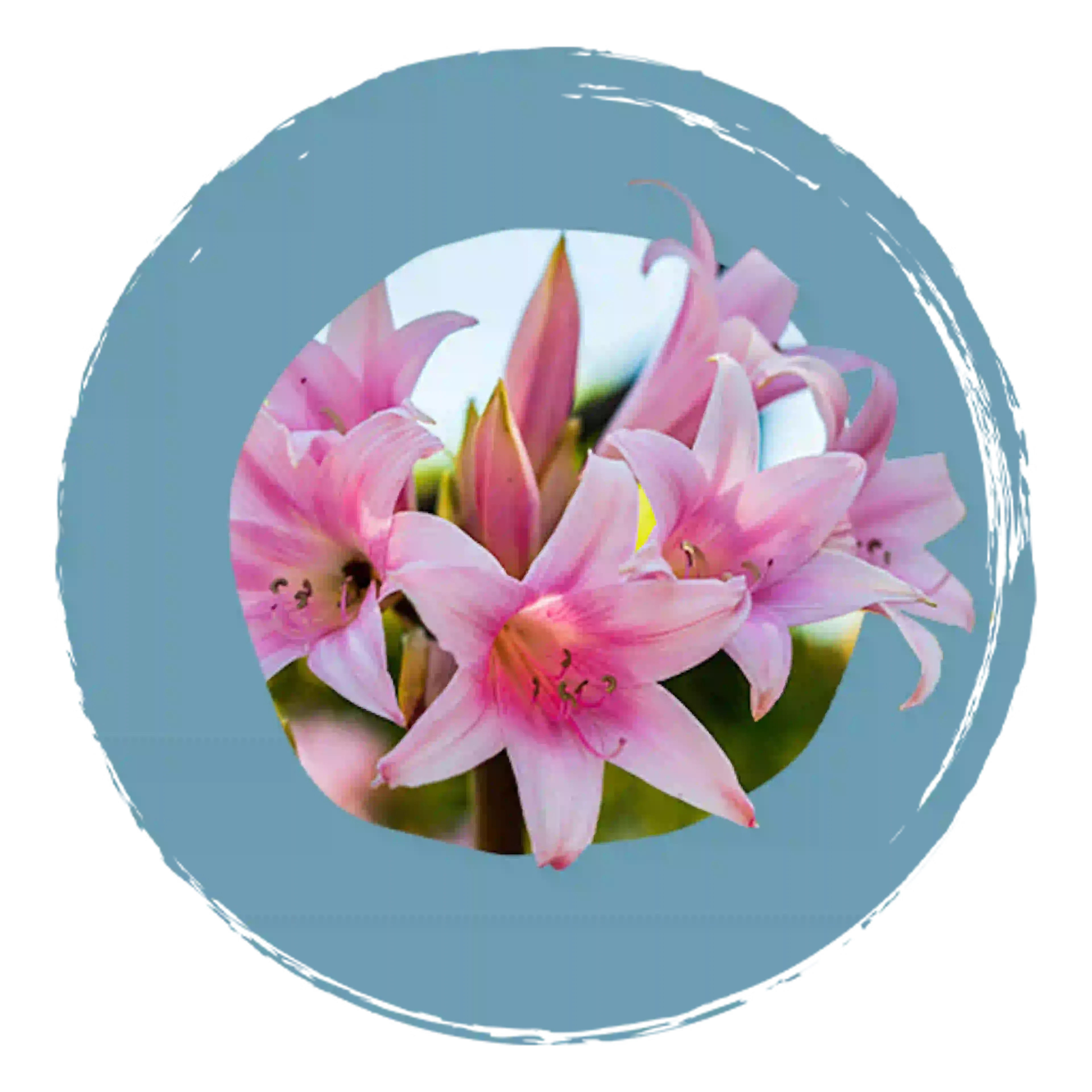 Bloem Belladonna, actief bestanddeel van Sedatif PC
