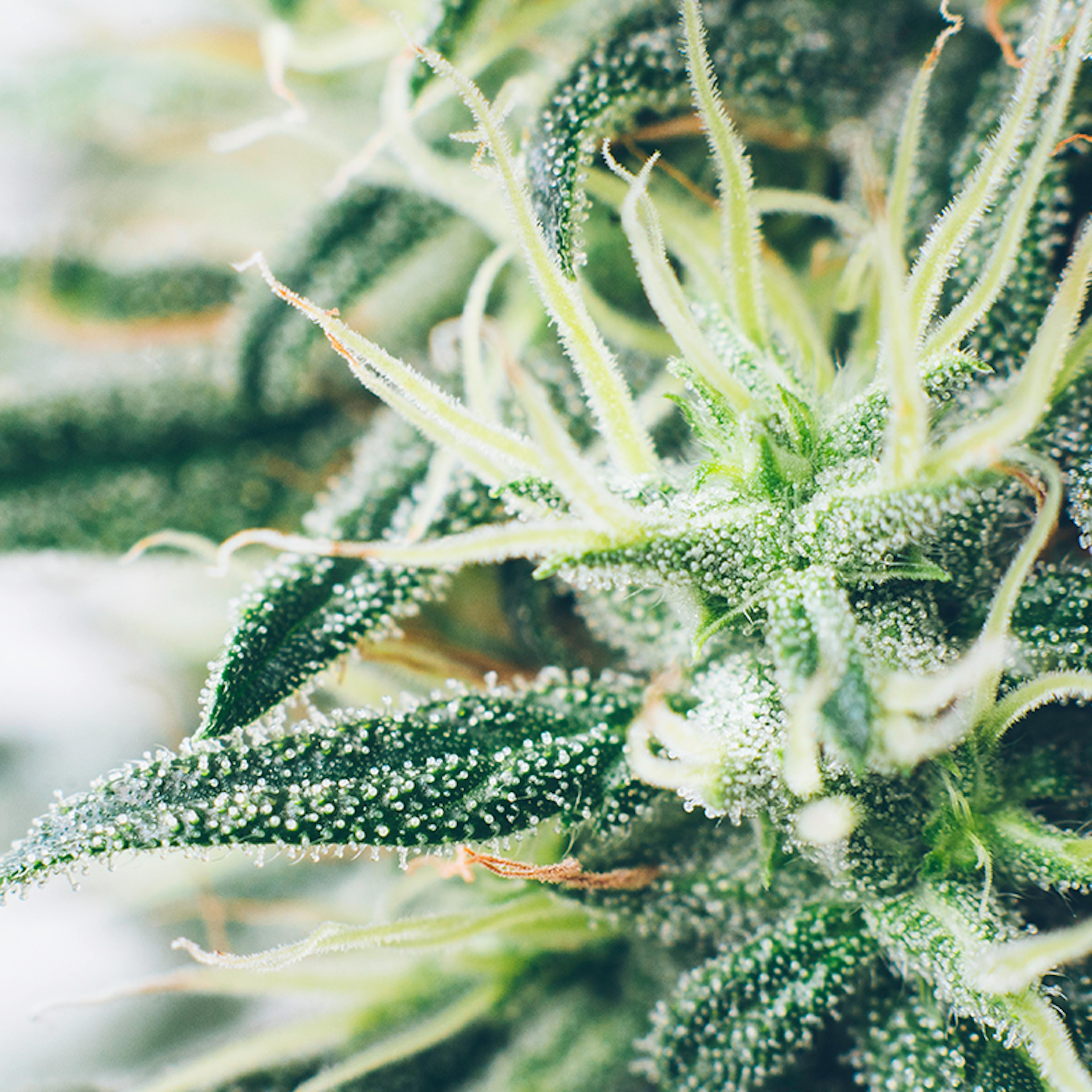 souche chanvre cannabis boiron