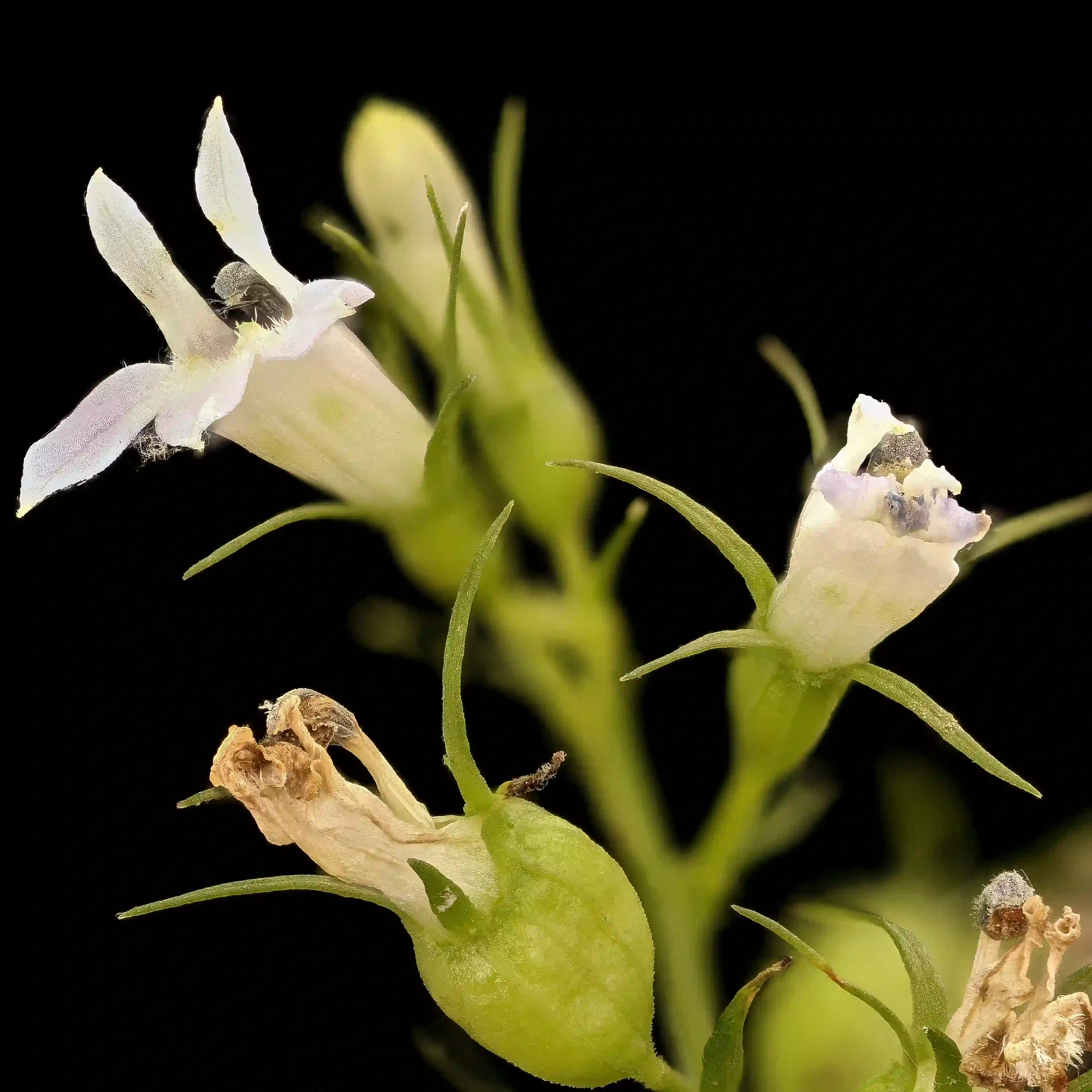 Lobelia inflata, indiase geneeskunde