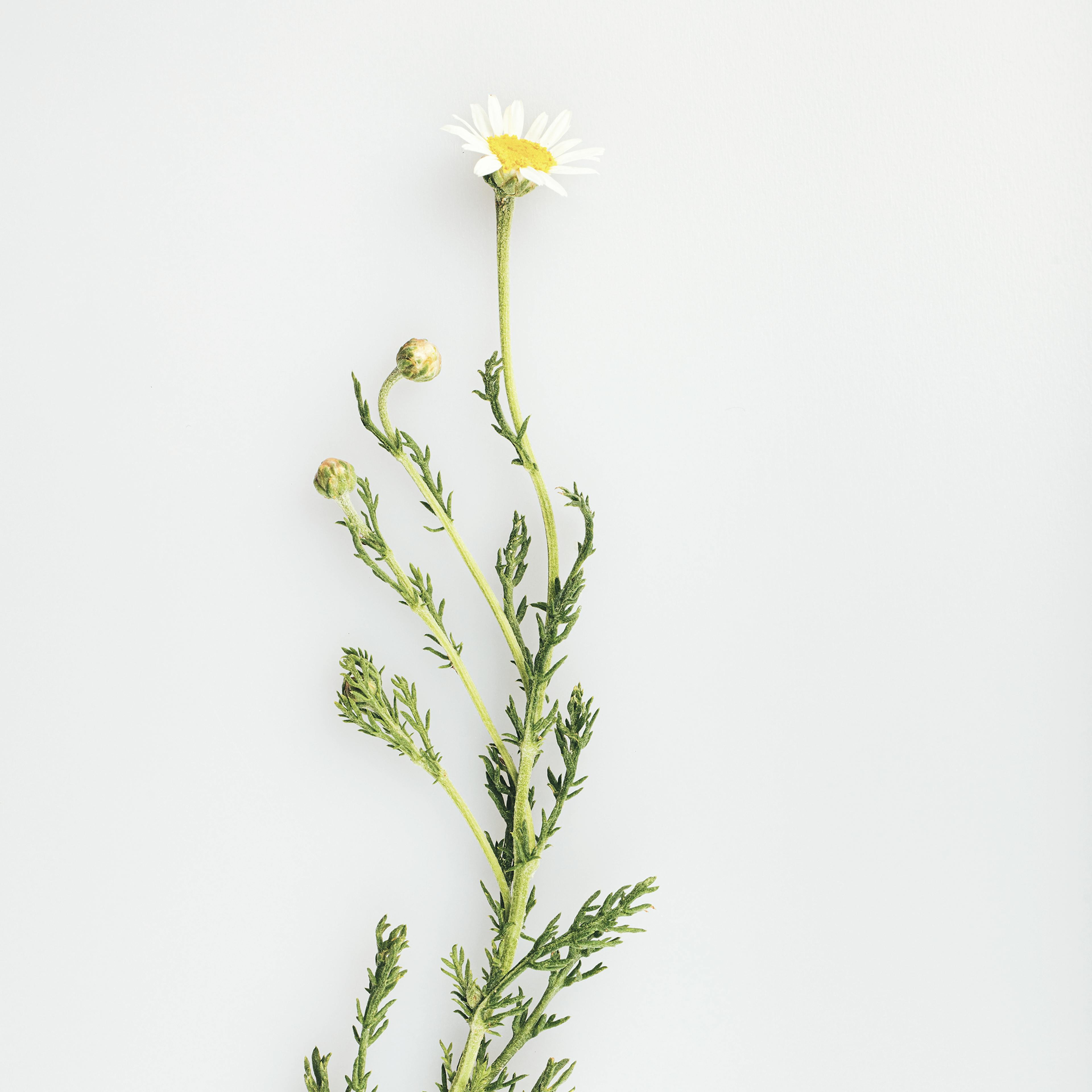 camomille botanique