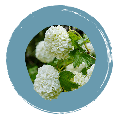 Boiron Sedatif PC ingrédients Viburnum opulus 