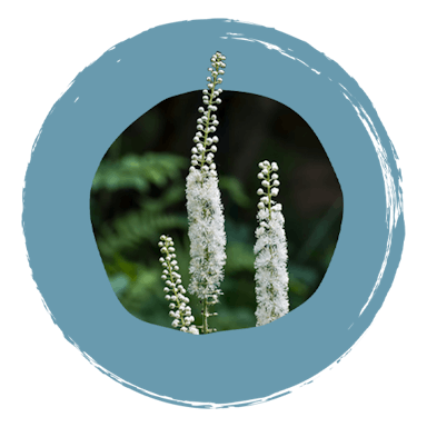 Boiron - Actheane ingrédients - Actaea-racemosa