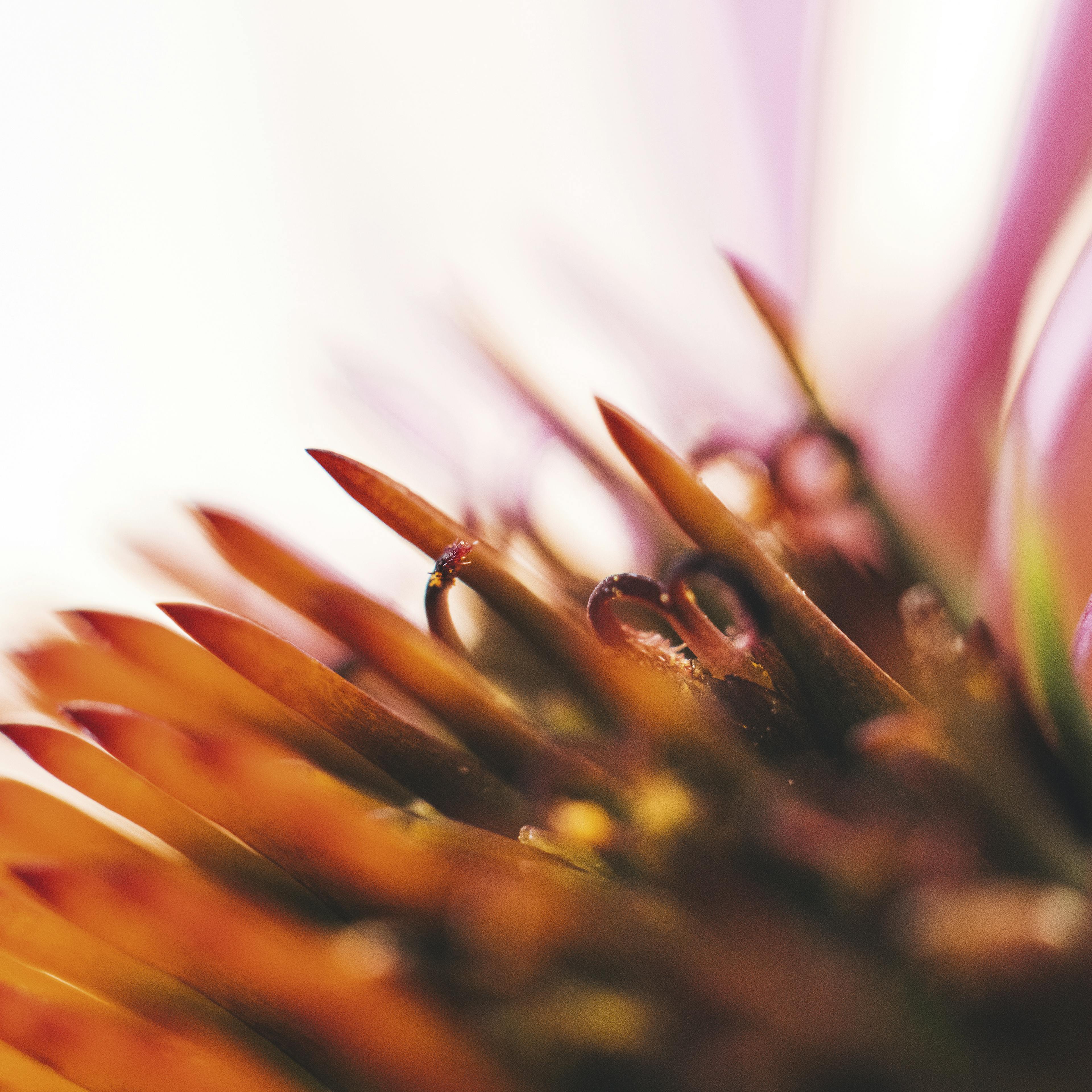 echinacea fiore