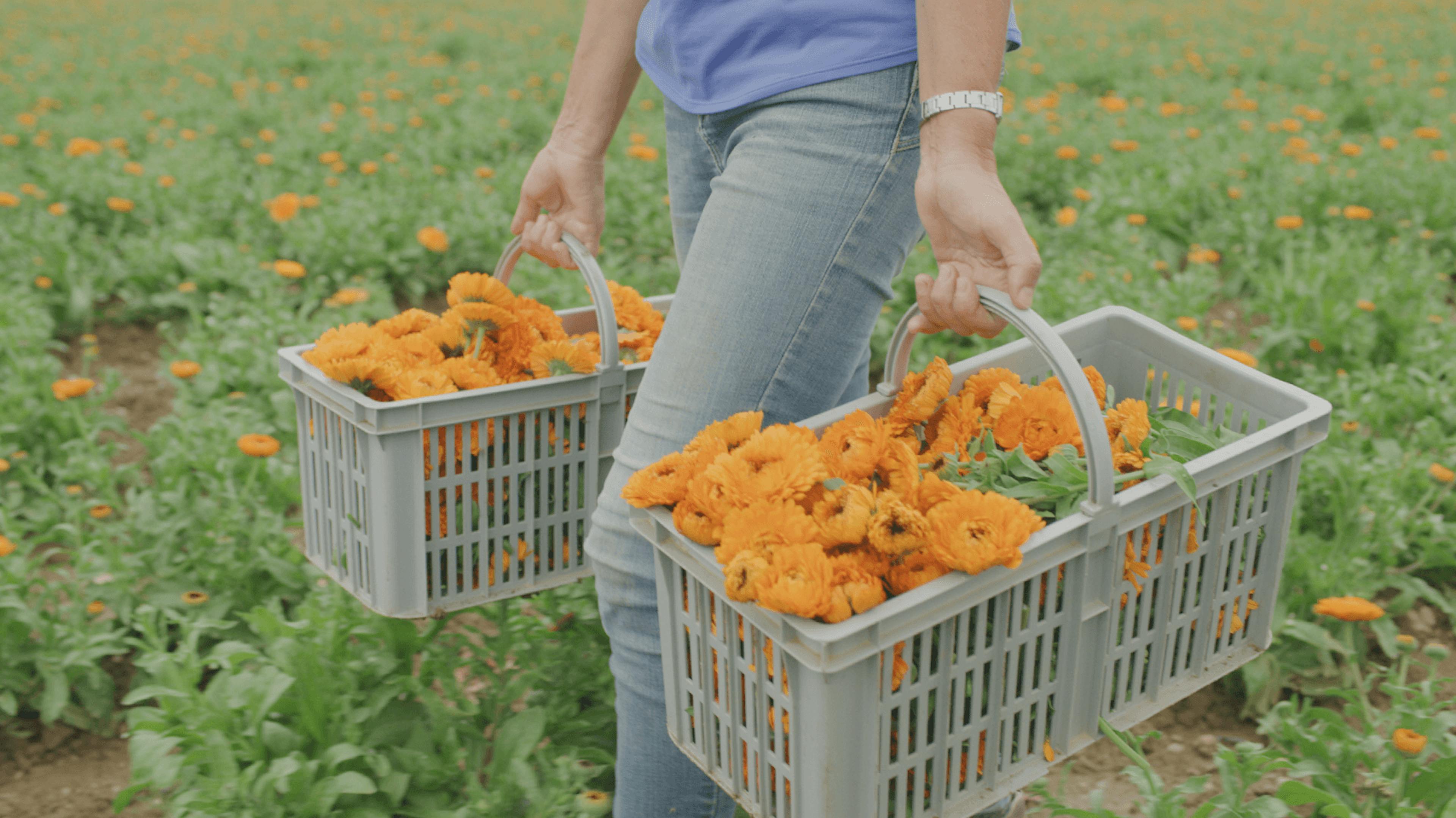 Fleur Calendula agriculture biologique