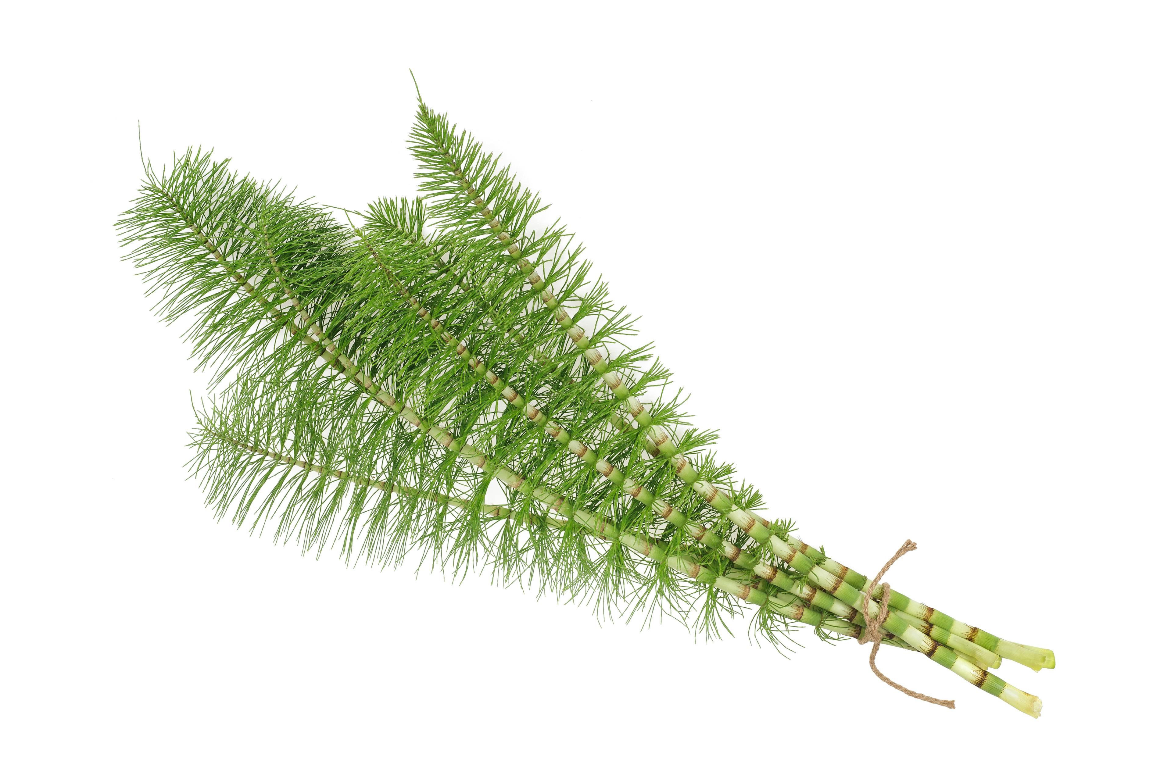 equisetum