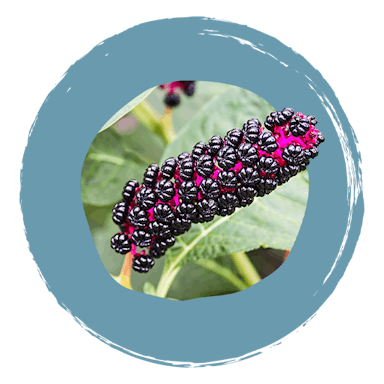 boiron Homeoplasmine ingrédients phytolacca decandra