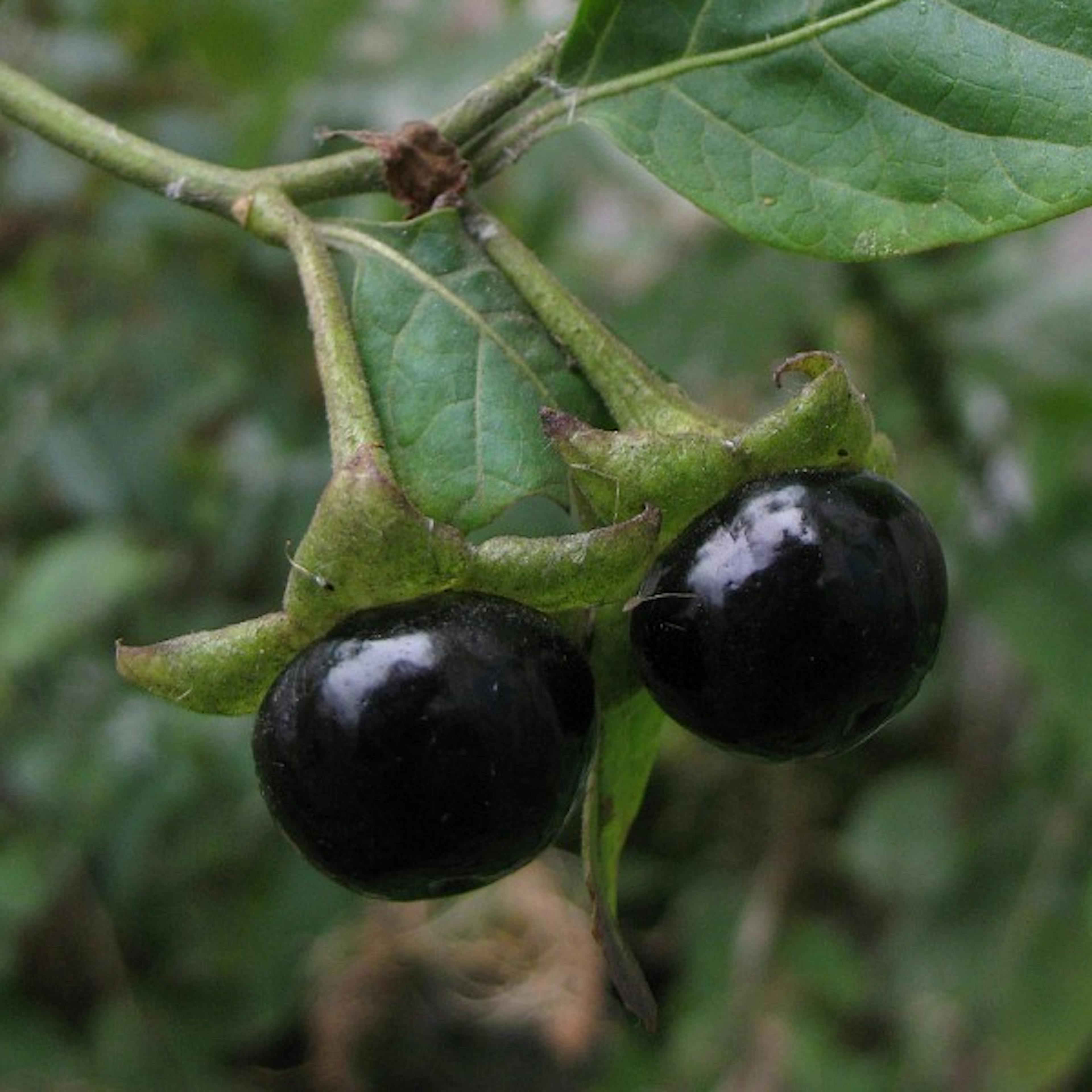 Belladonna fruct