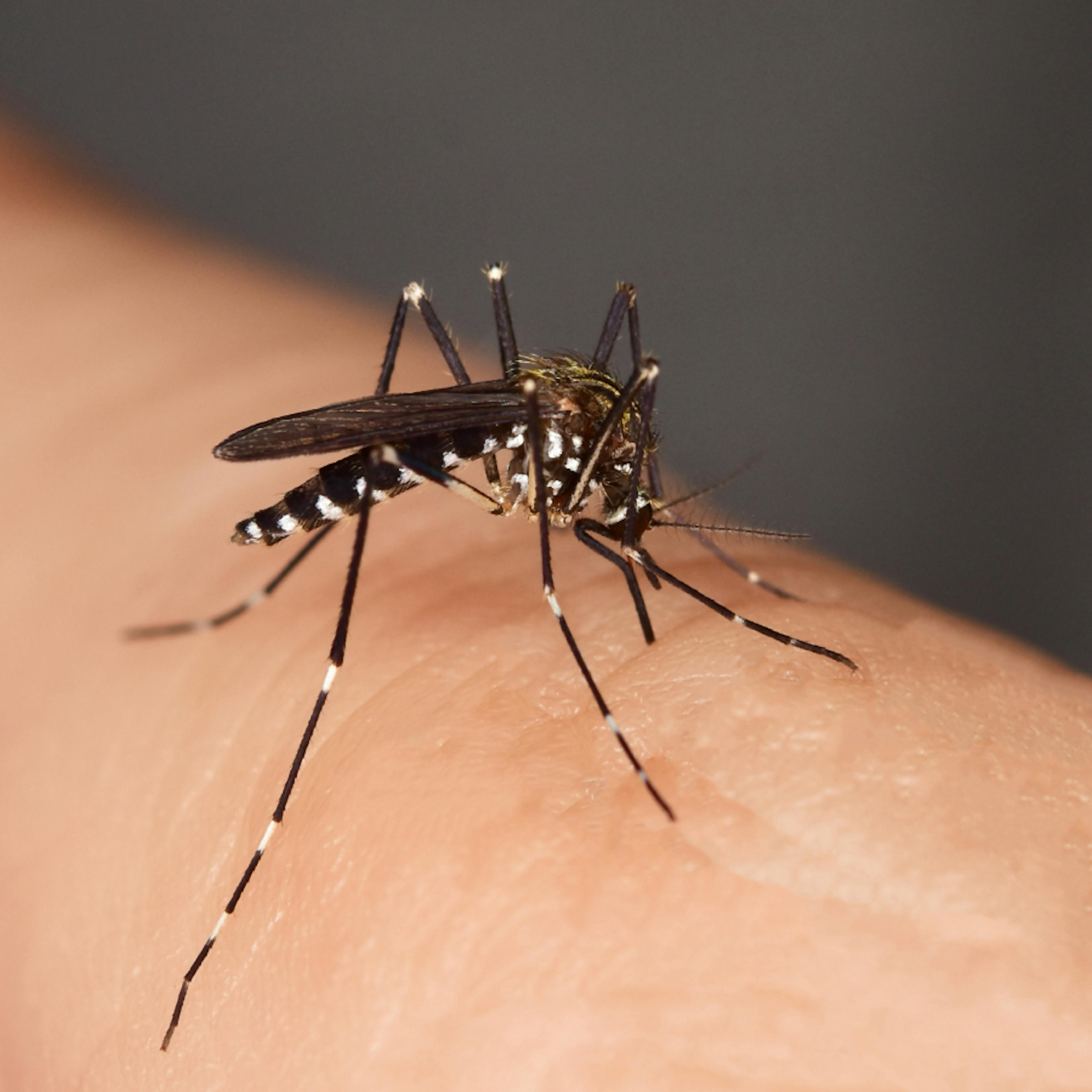 moustique tigre répulsif Boiron