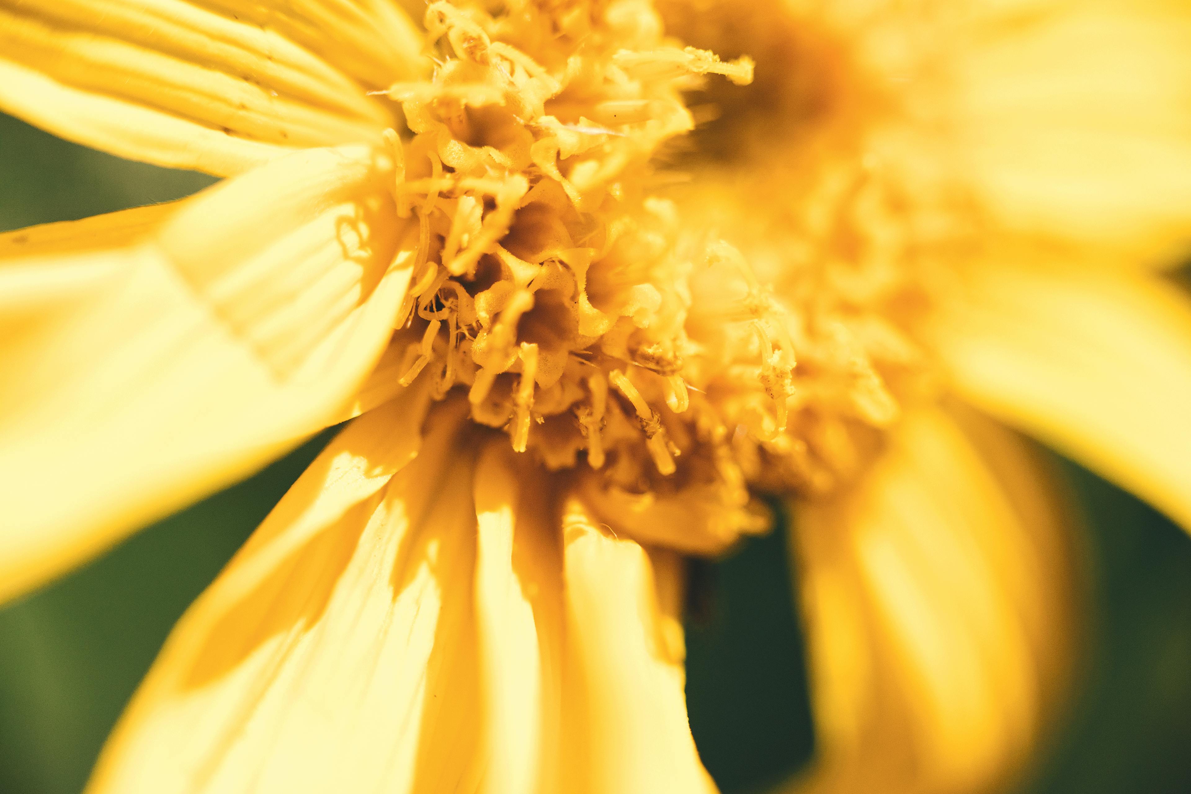 souche arnica montana boiron