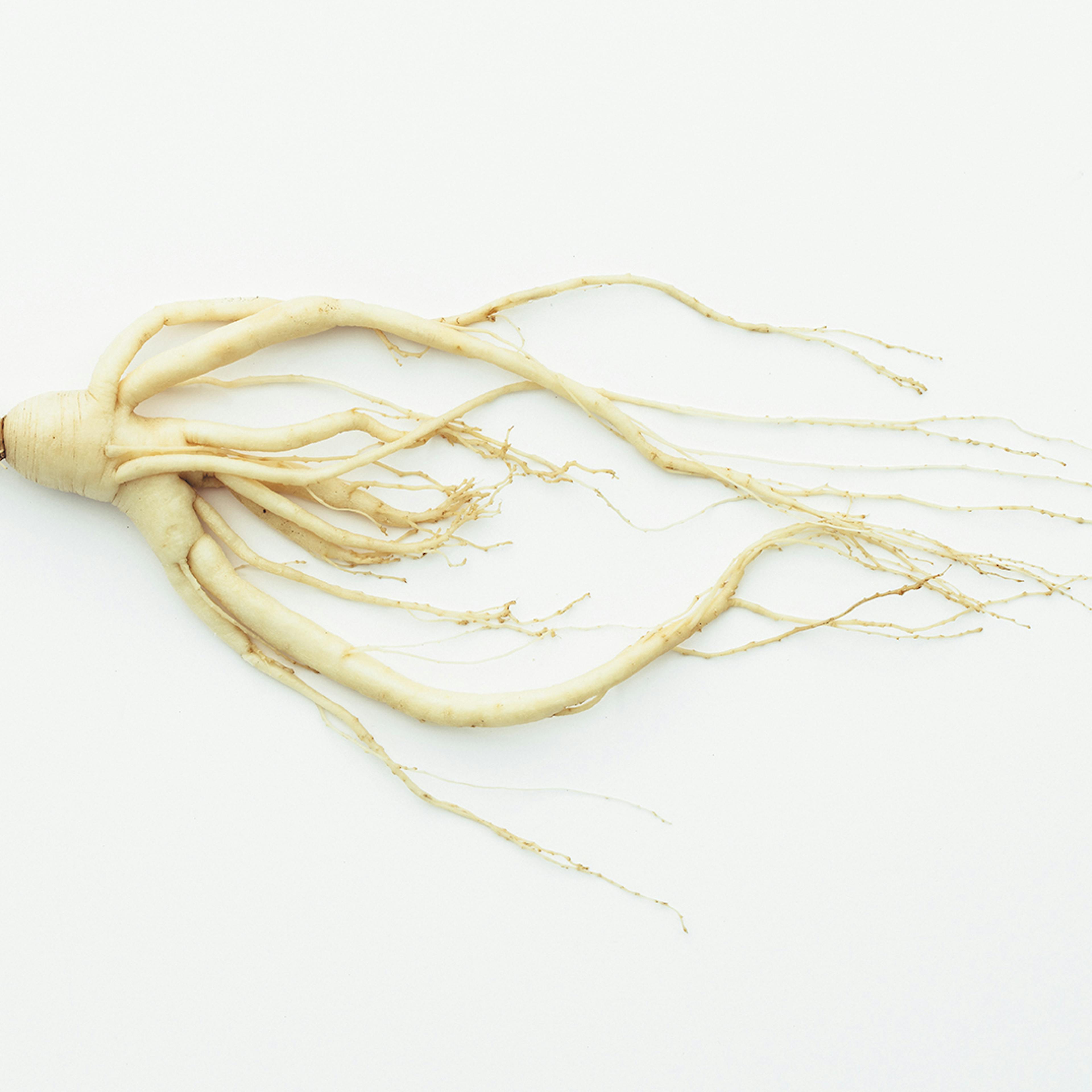 Maquette le ginseng 