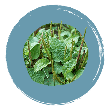 Boiron Plantspray ingrediënten Plantago major TM
