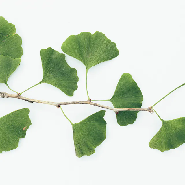 Le Ginkgo Biloba Boiron — free download
