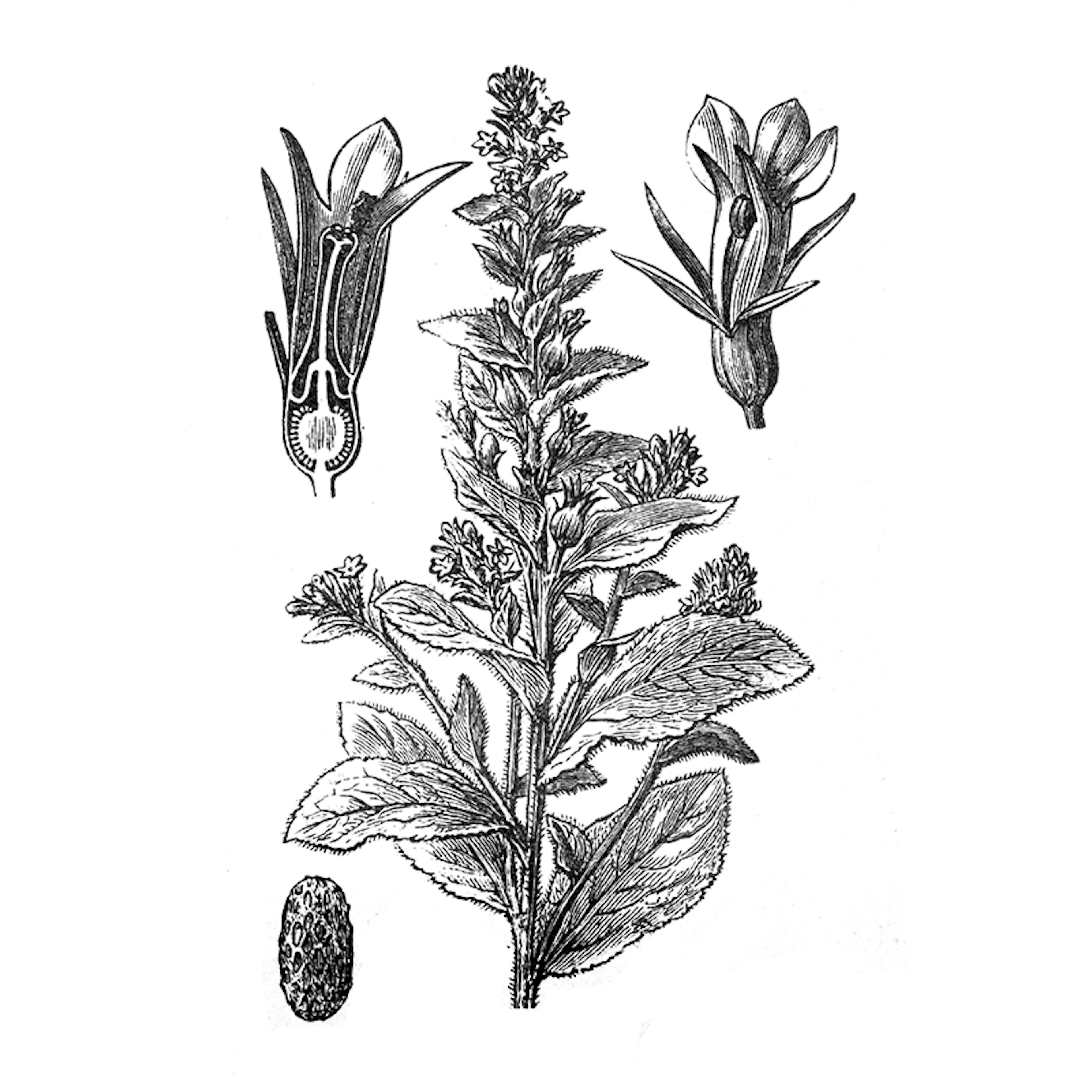 Lobelia siphilitica