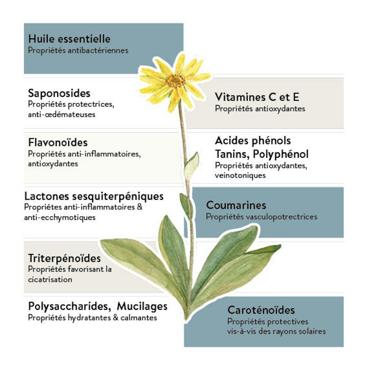 propriétés arnica