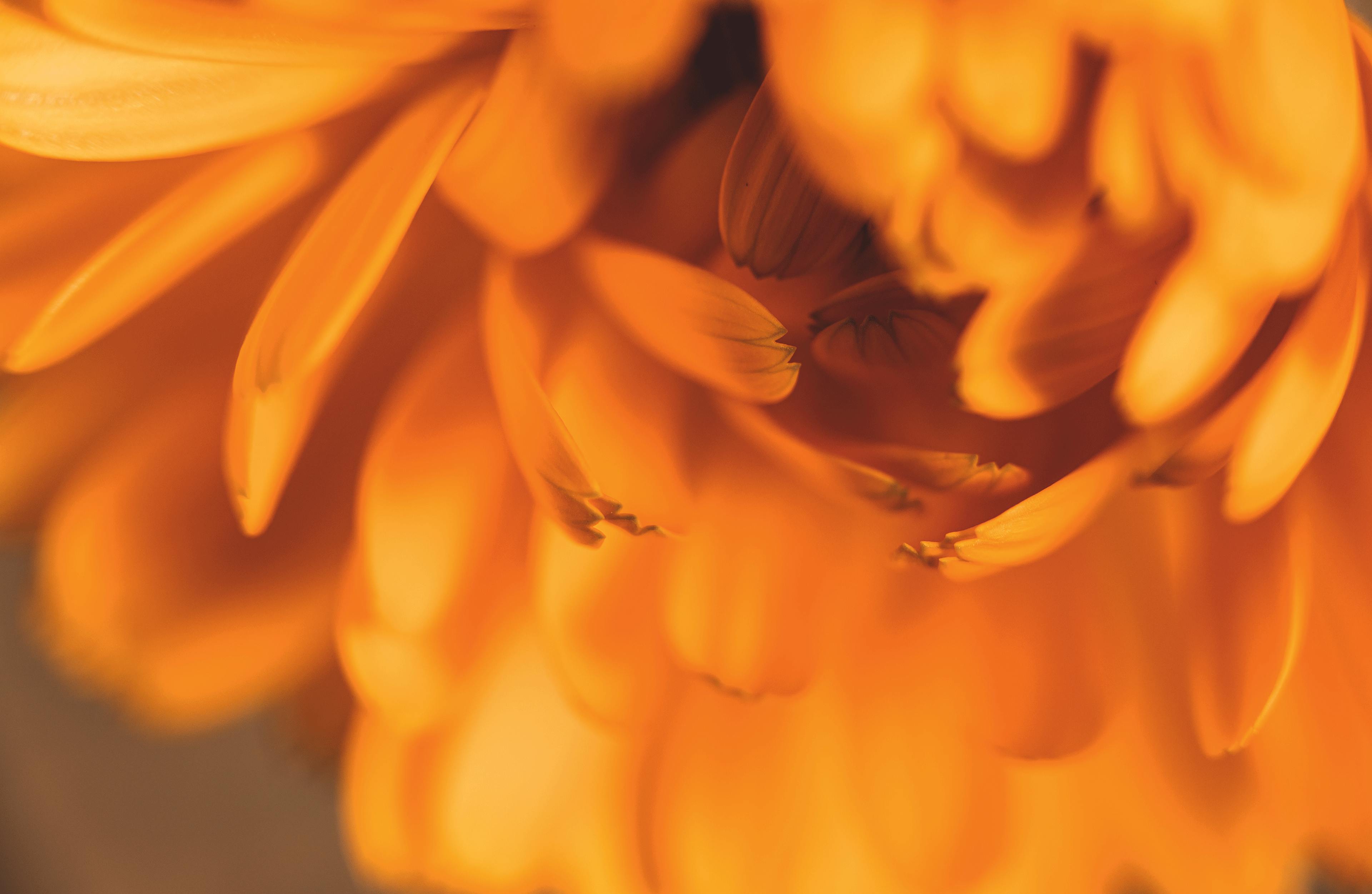 calendula officinalis souche homéopathique boiron