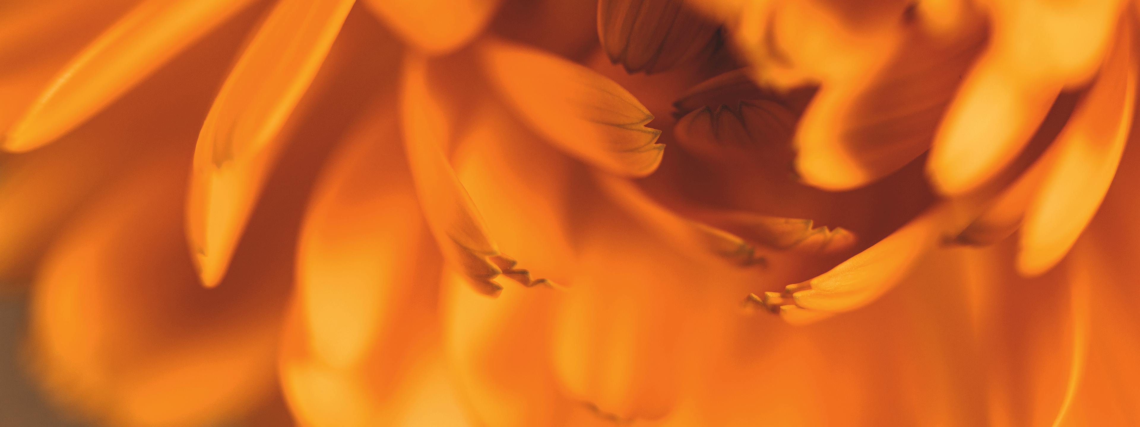 calendula officinalis souche homéopathique boiron