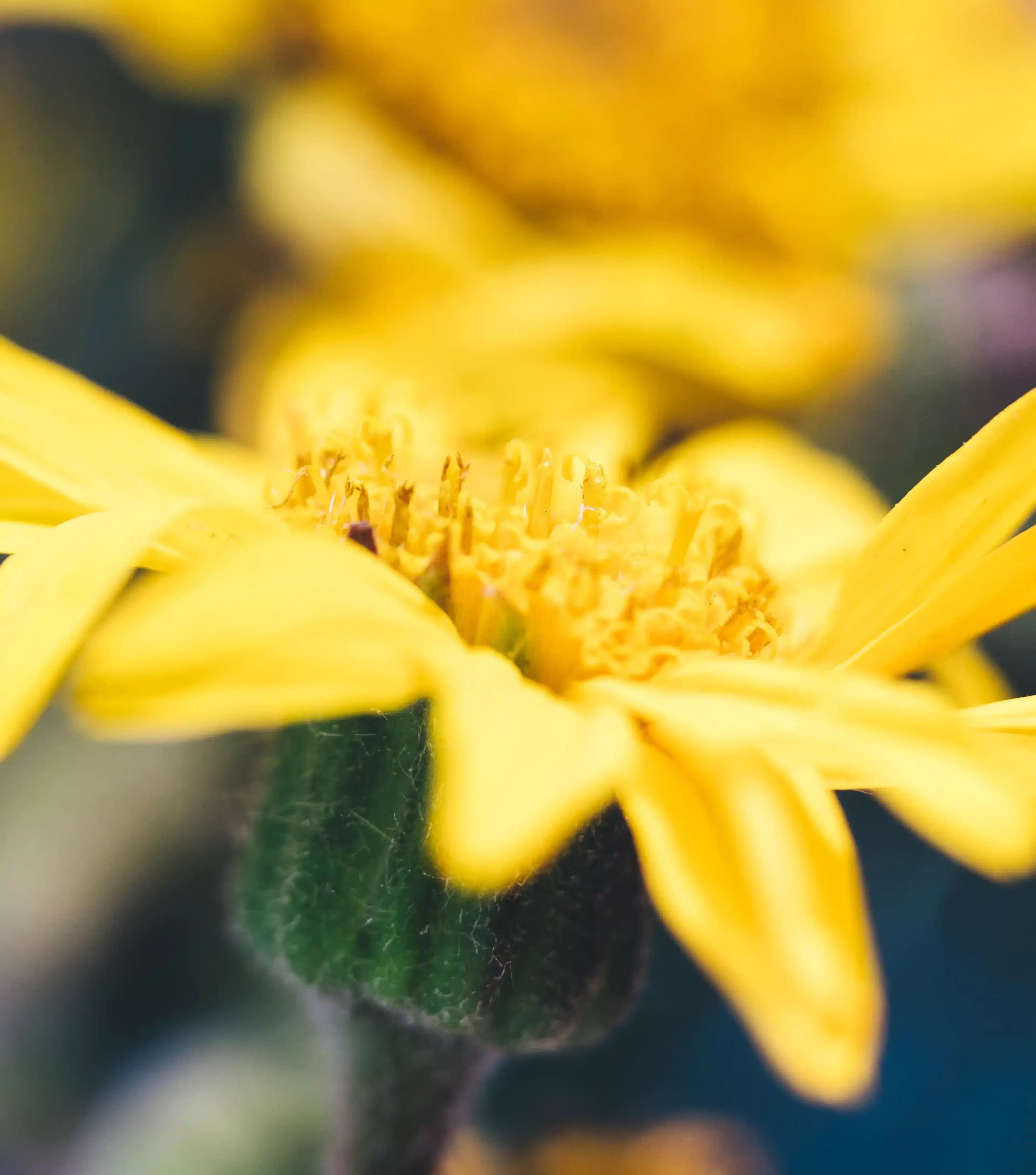 Gele bloem, plantaardige stam