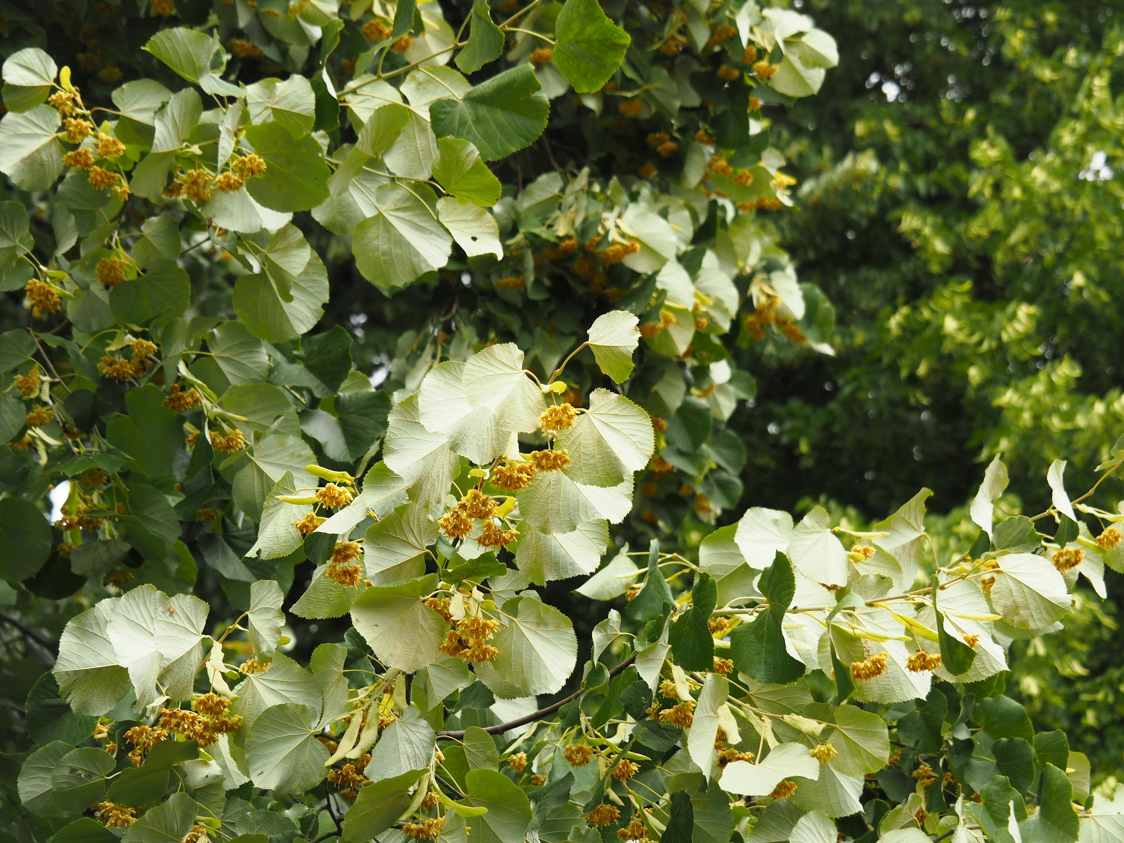 Tillia Tomentosa foglie albero