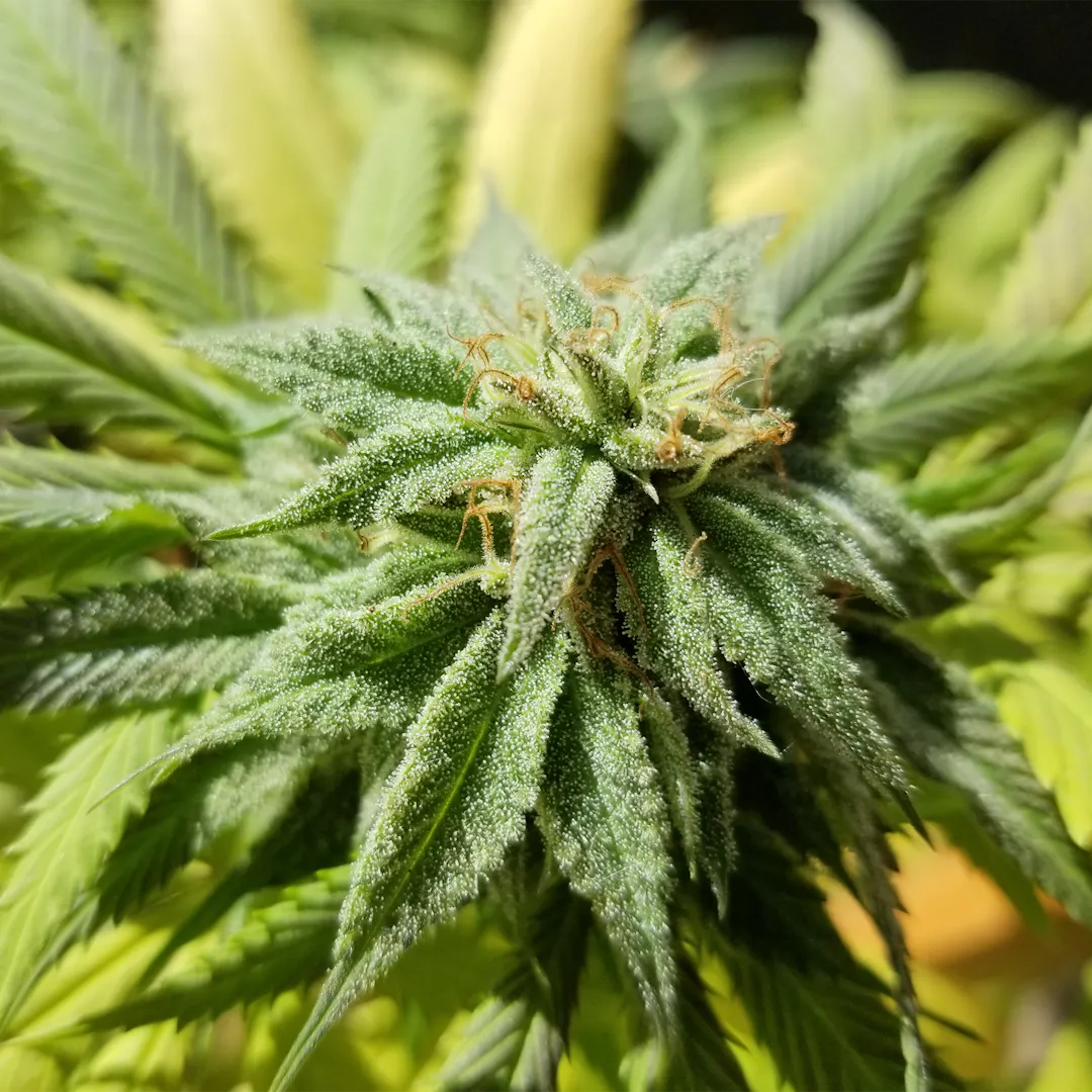 Chanvre ou Cannabis sativa bienfaits pour les douleurs, l'anxiété et — free download