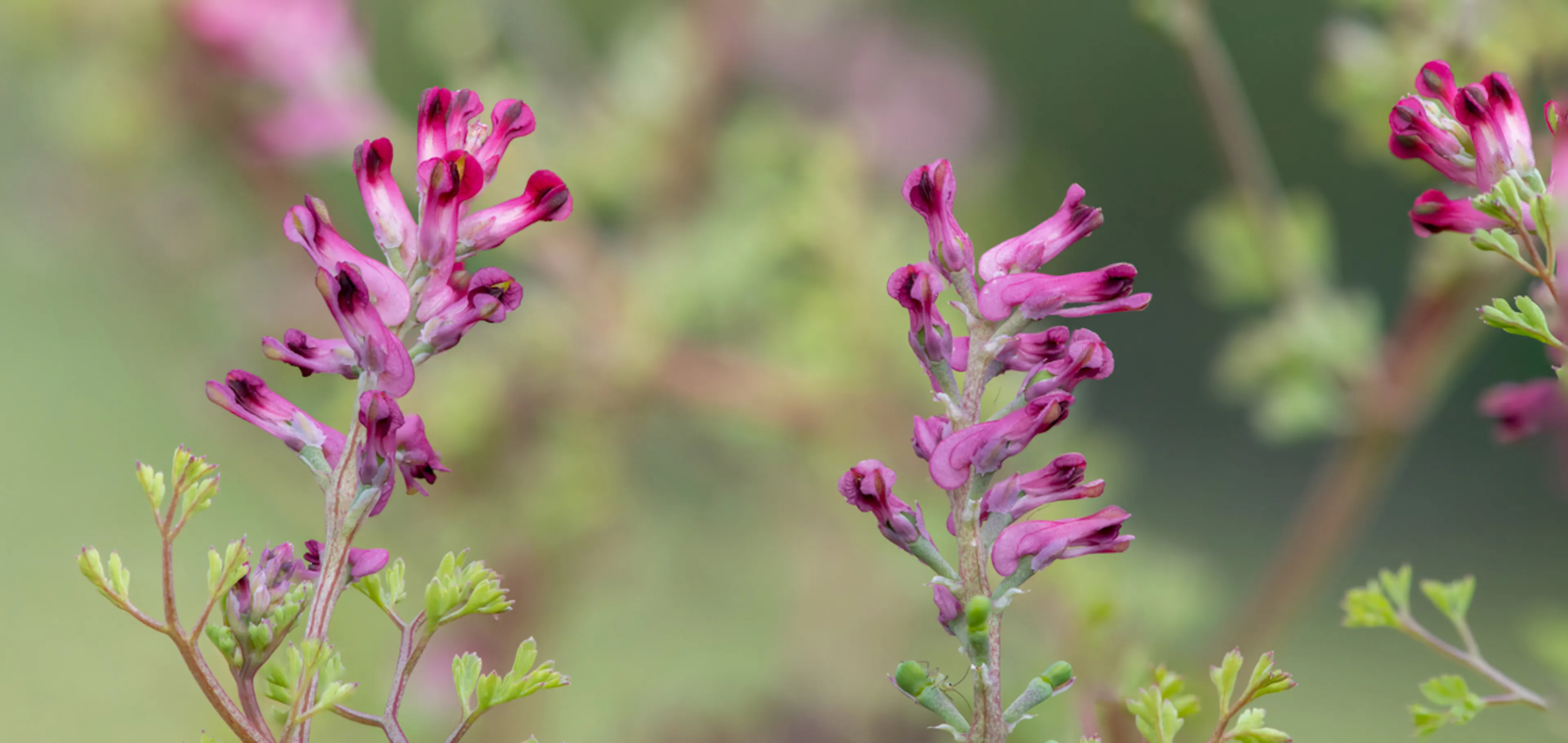 fiore di fumaria officinalis 