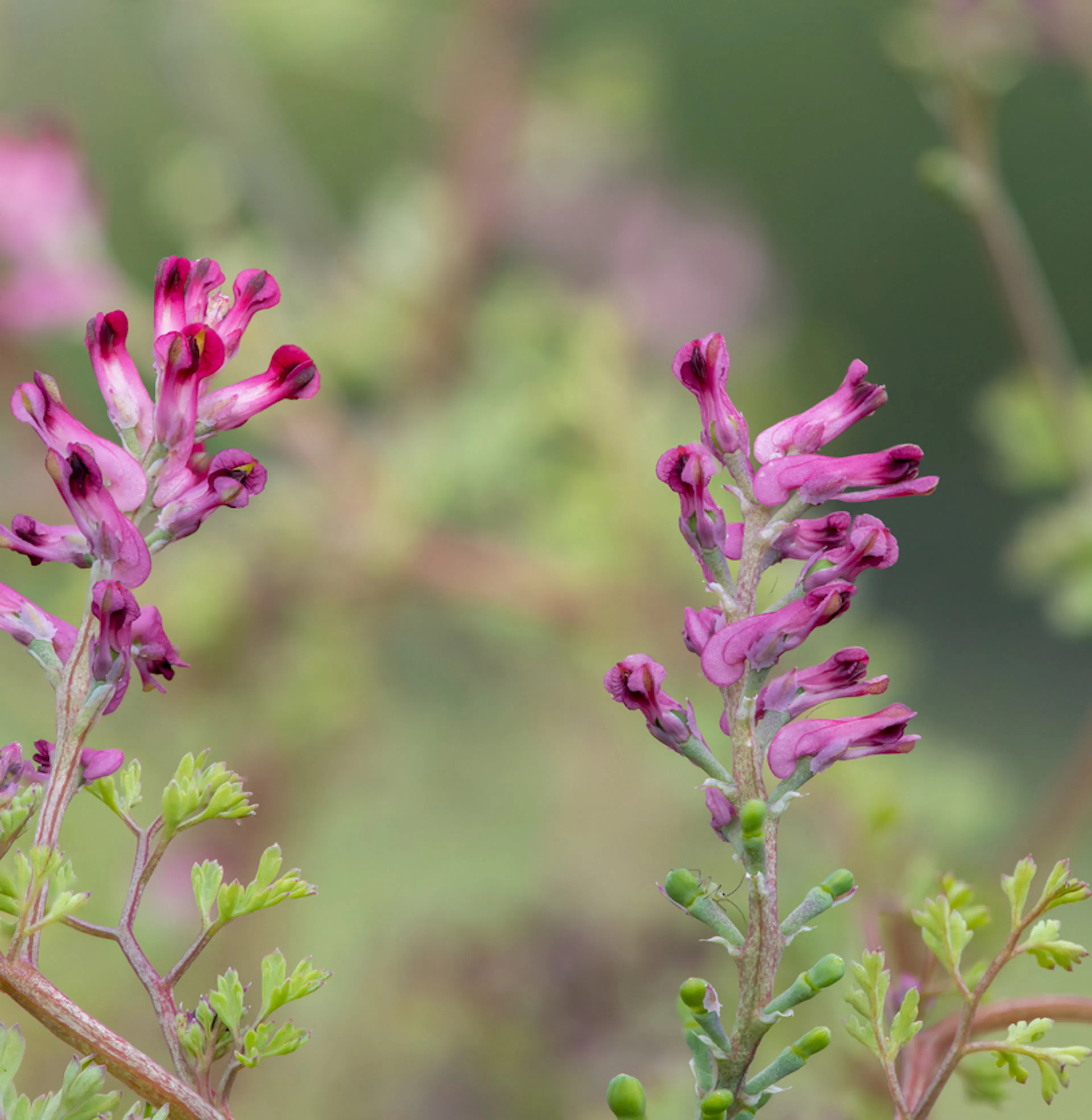 fiore di fumaria officinalis 