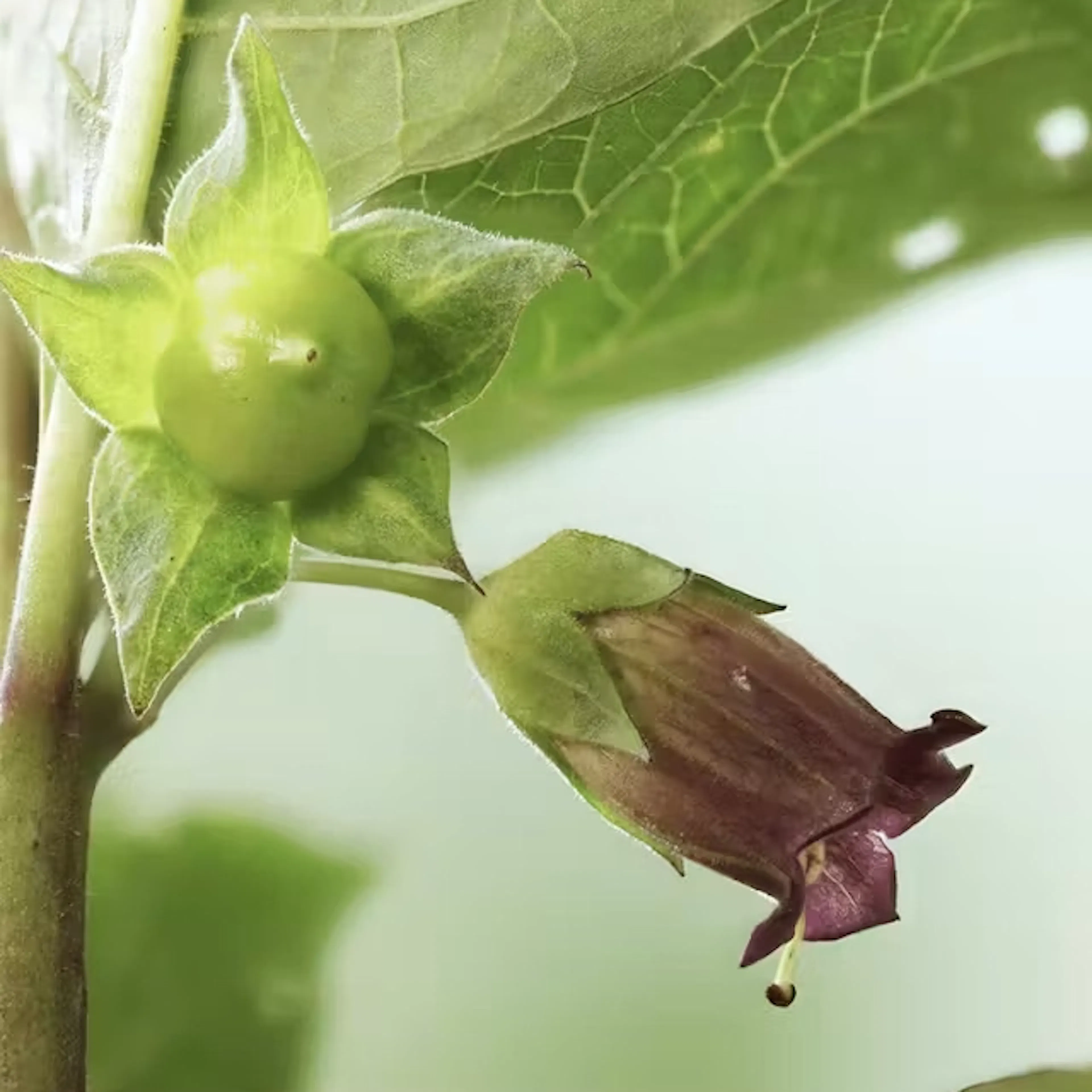 Een scheut van Belladonna