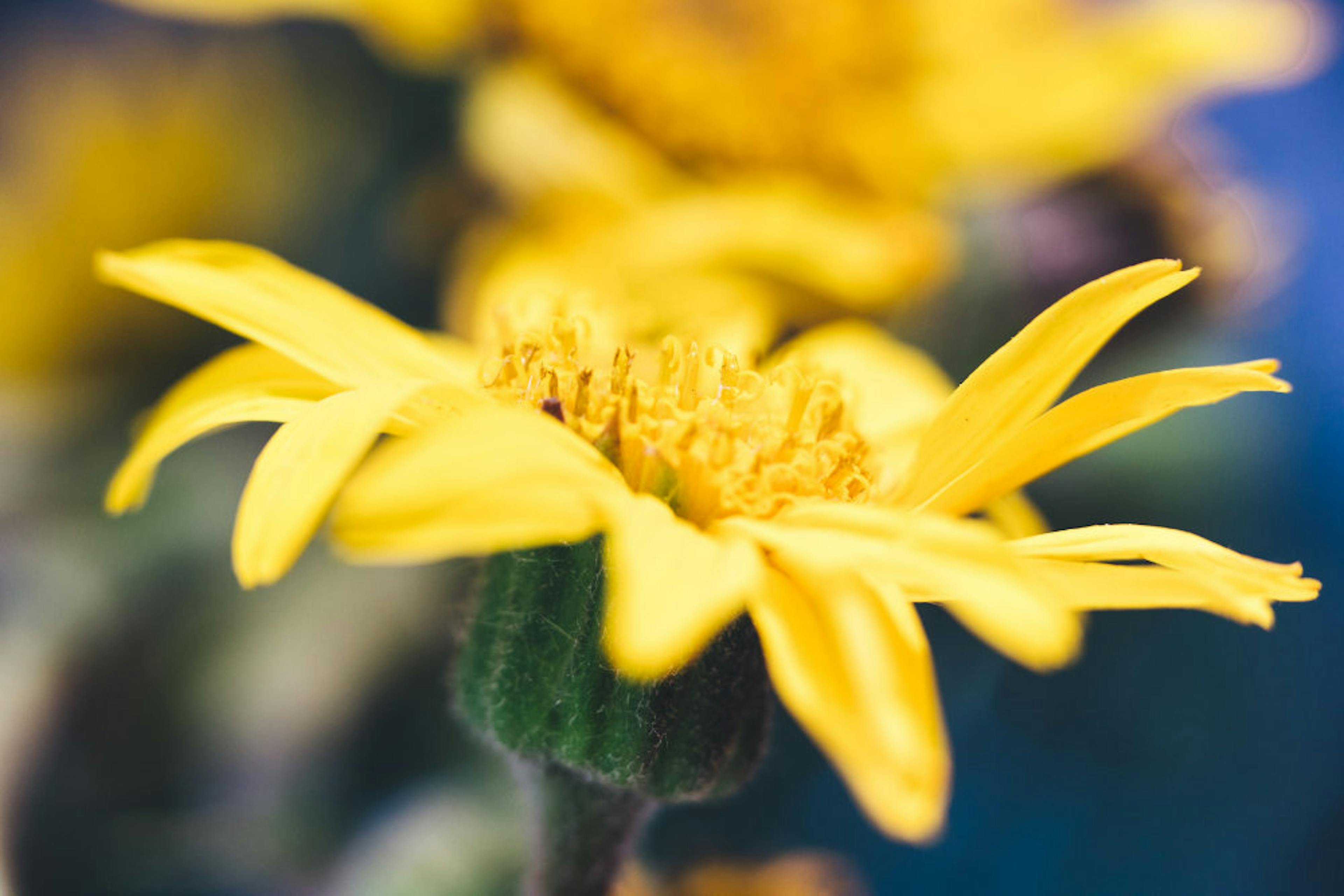 Květina žlutá
