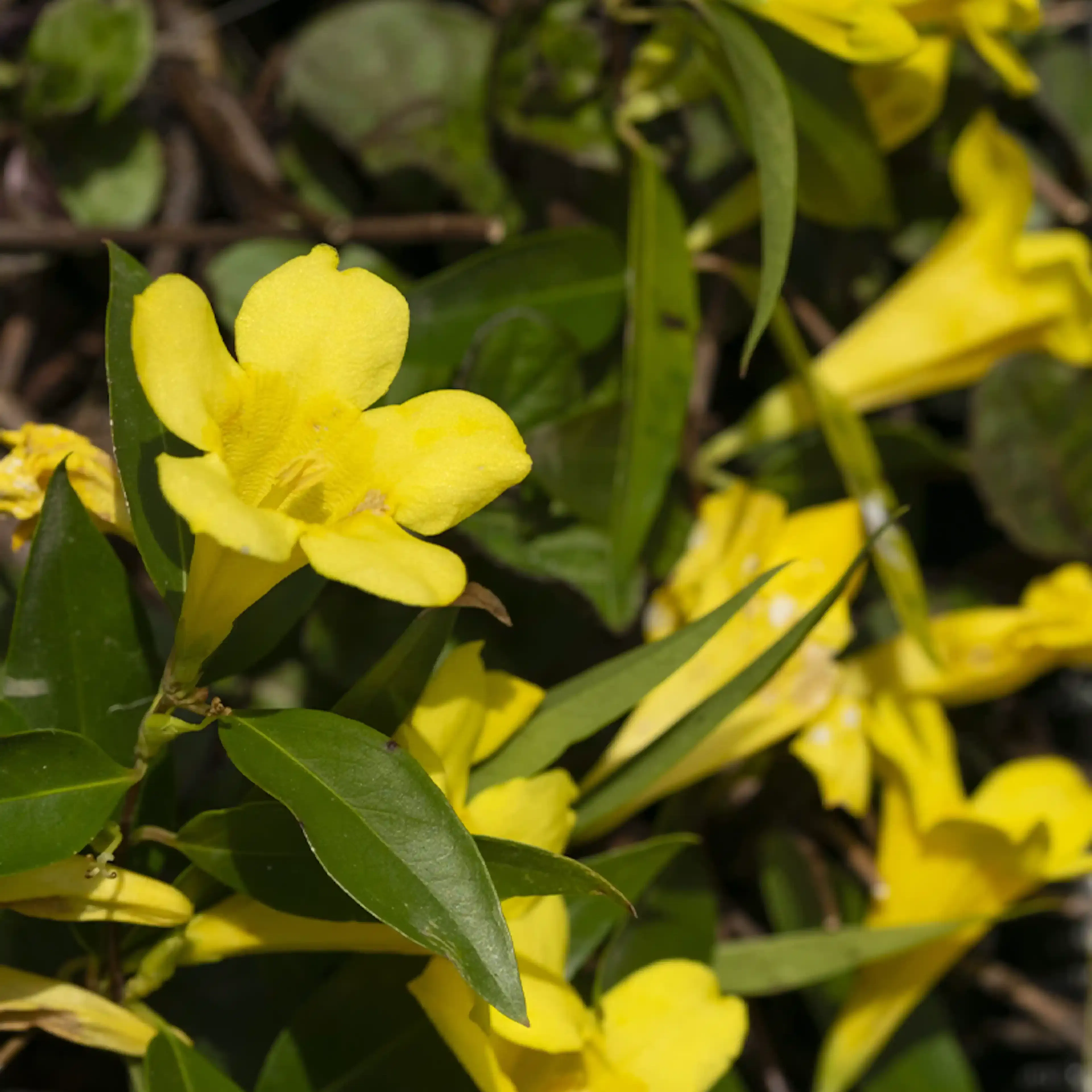 Fleur jaune Gelsemium ou jasmin de la Caroline