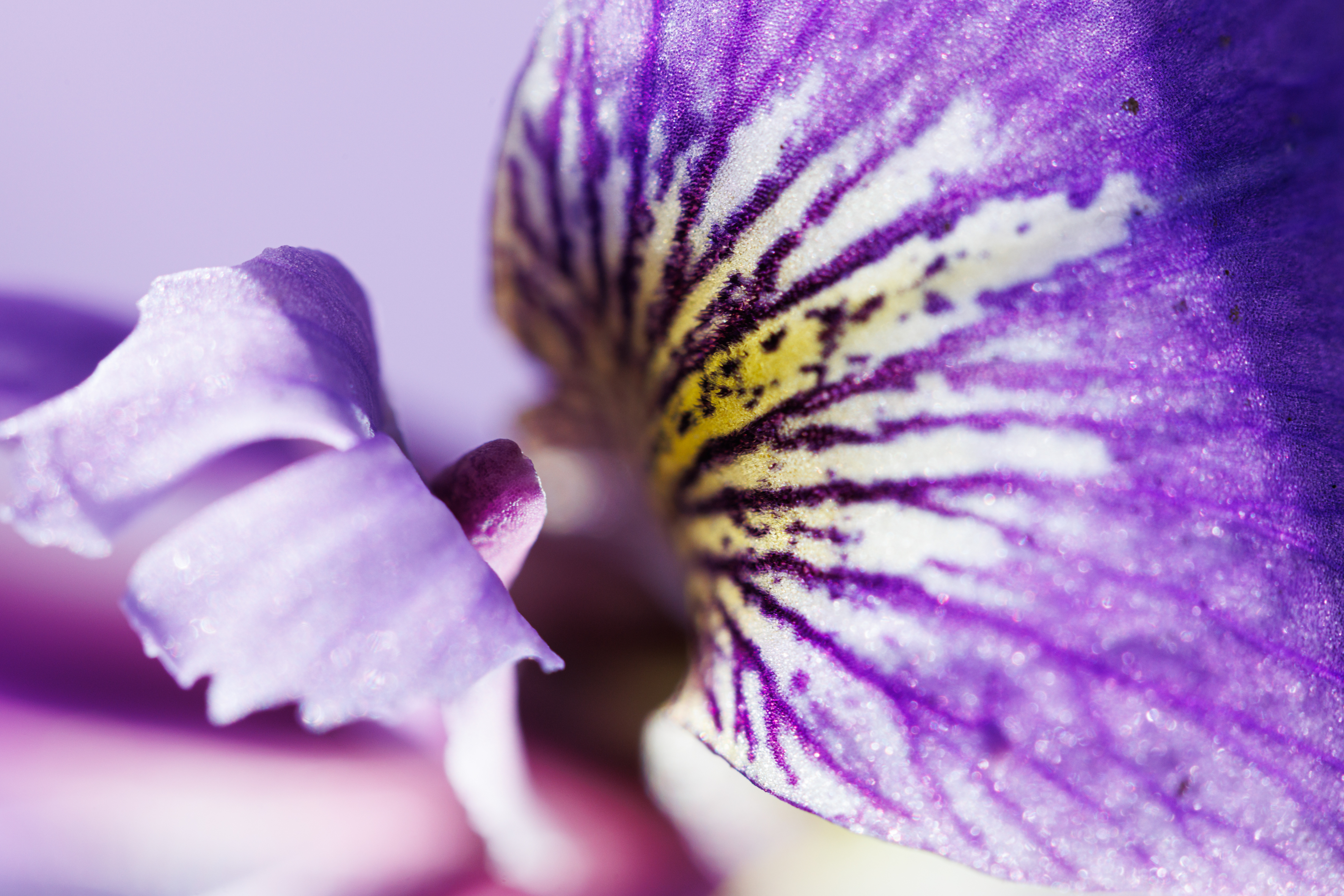 Iris veriscolor Boiron