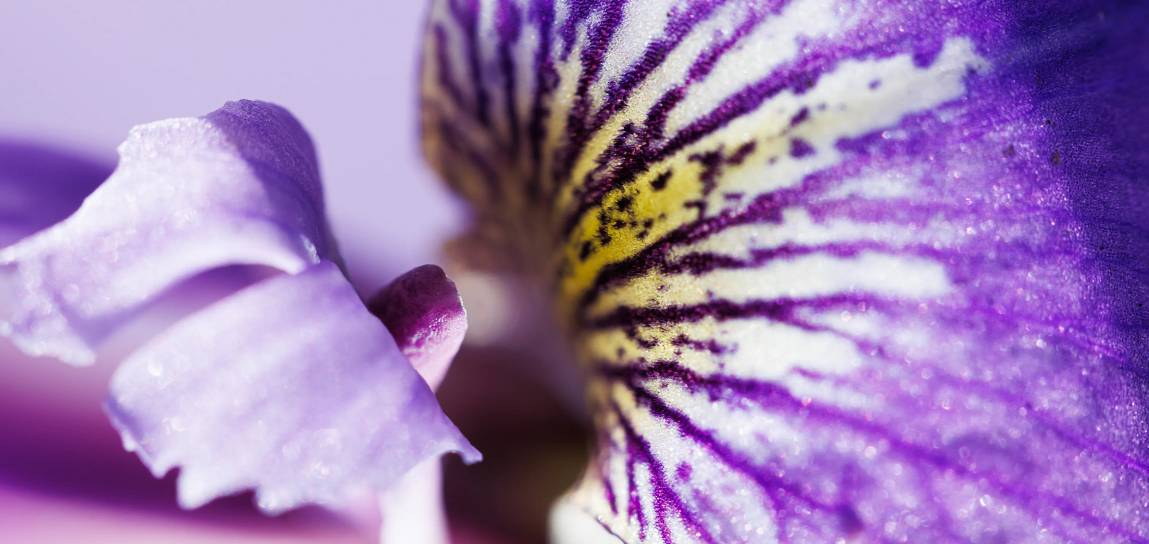 Iris veriscolor Boiron