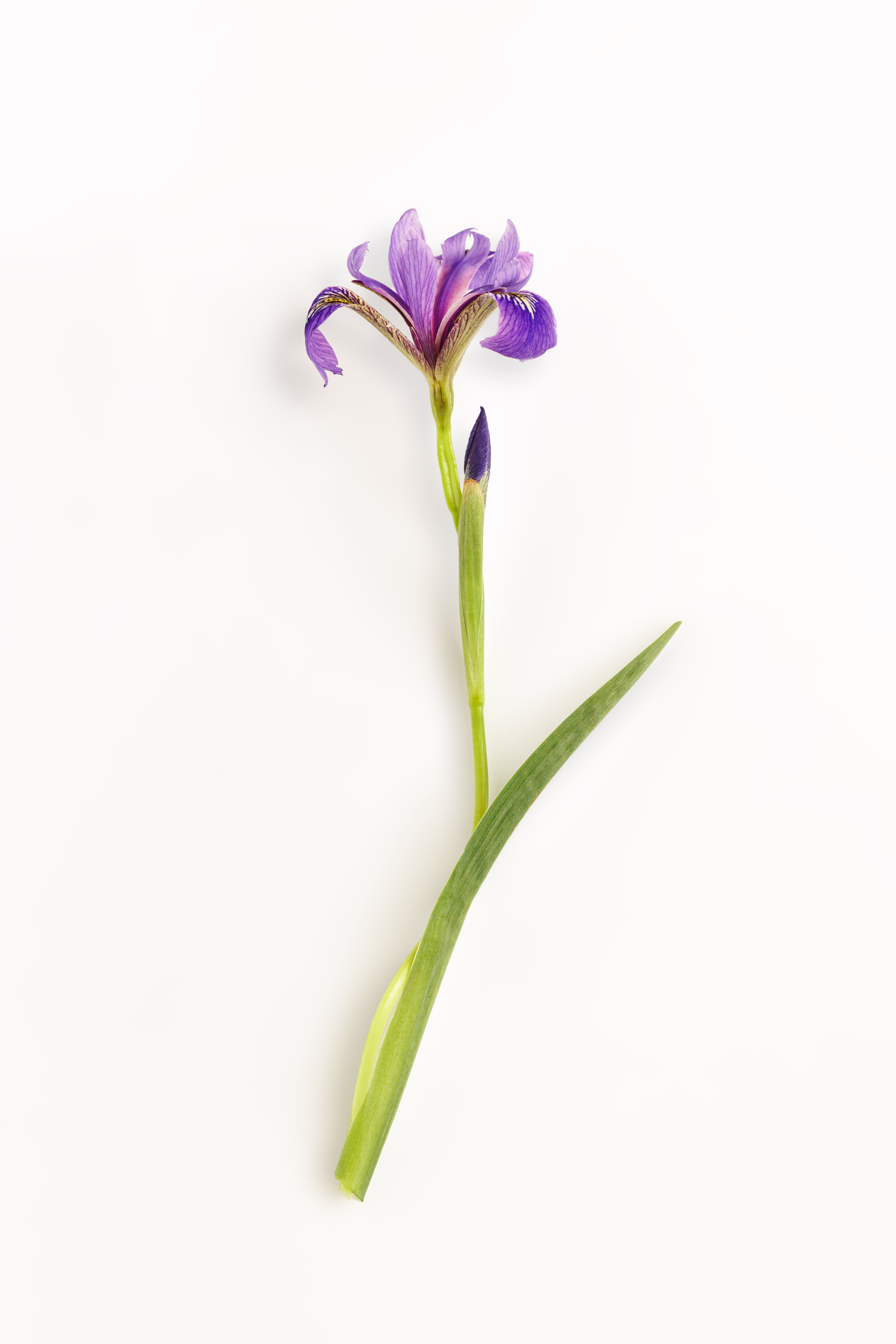 Iris veriscolor système fleur