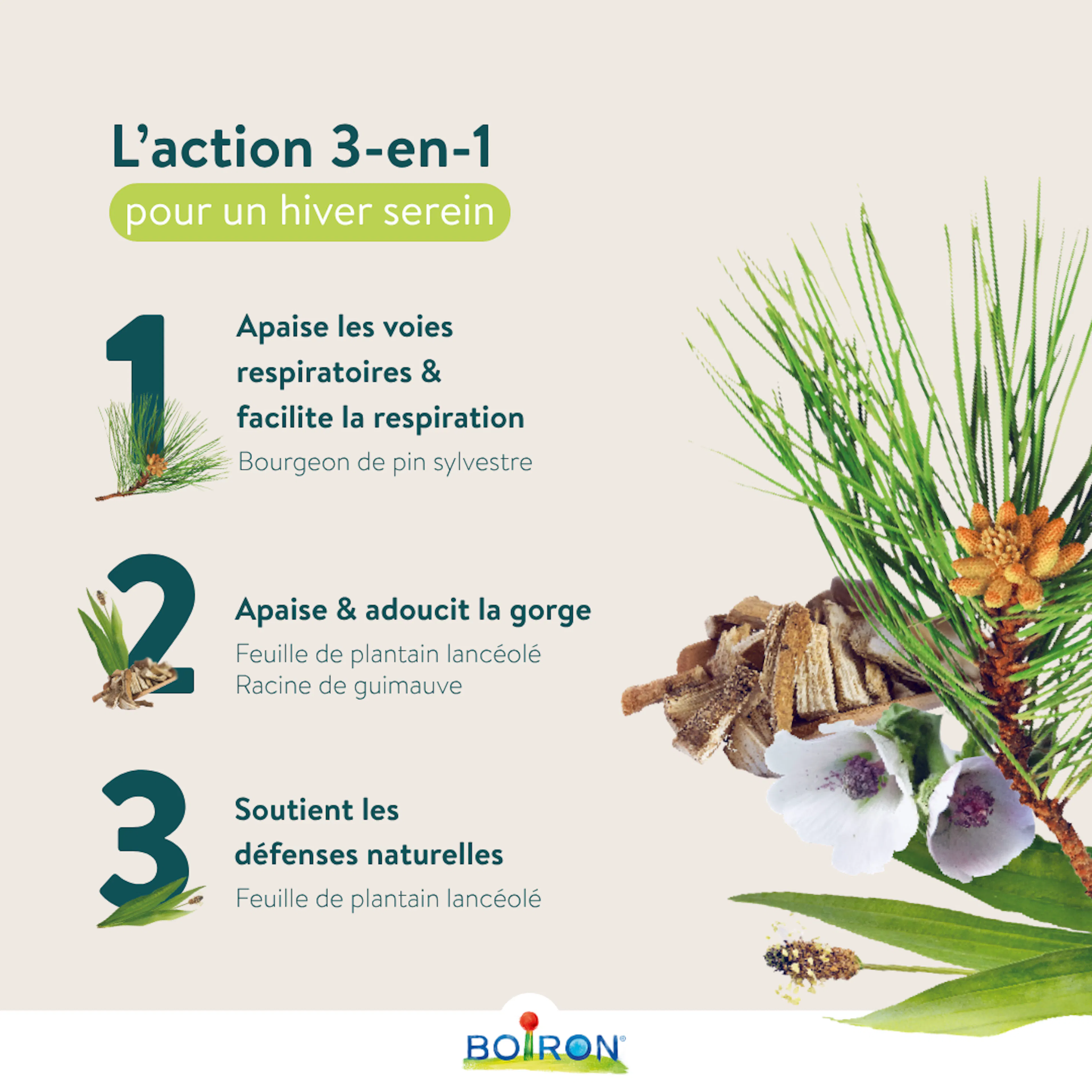 Trois plantes du StoPlants Nez & Gorge Sirop