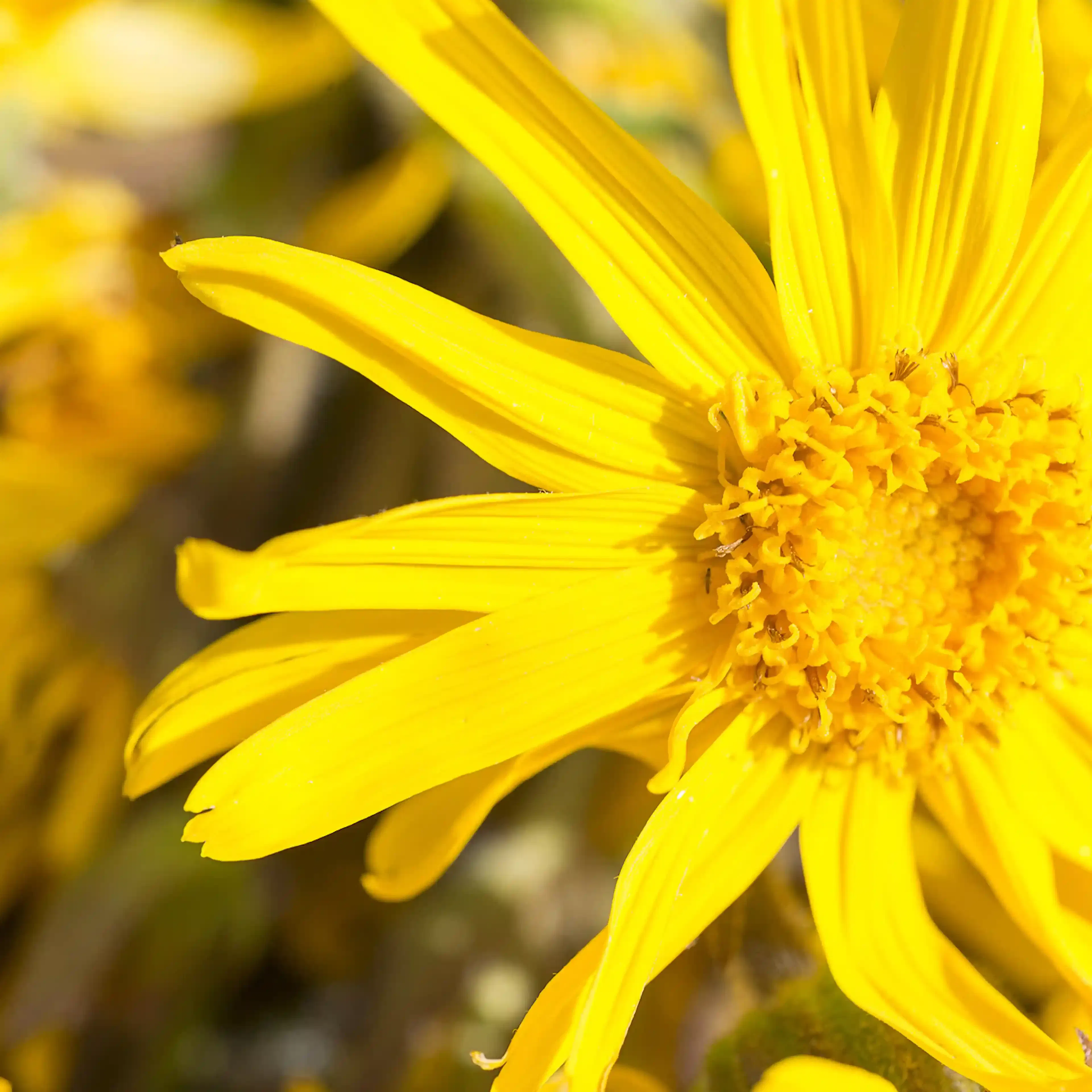 Arnica, biologische gele bloem