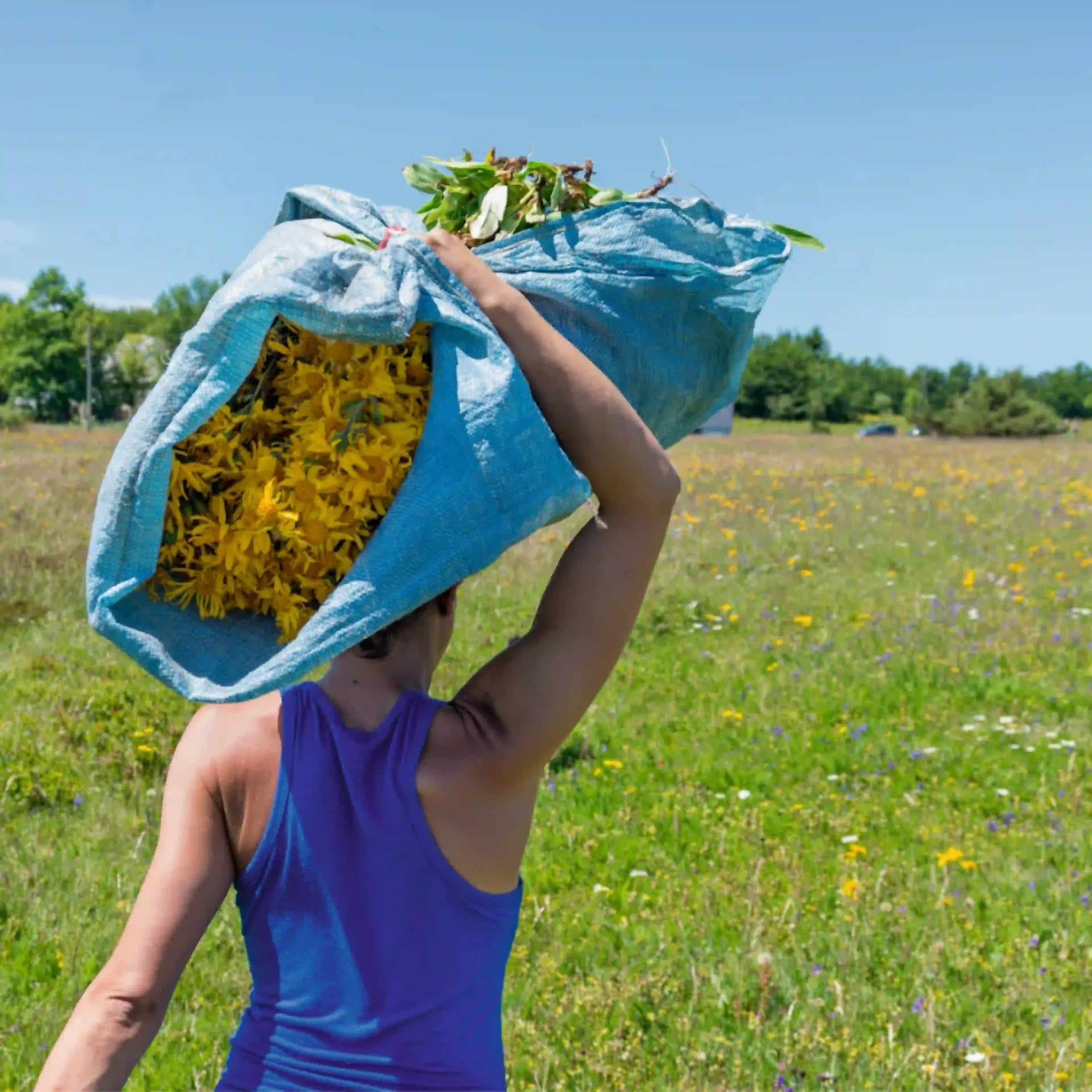 Cueillette de fleurs Arnica