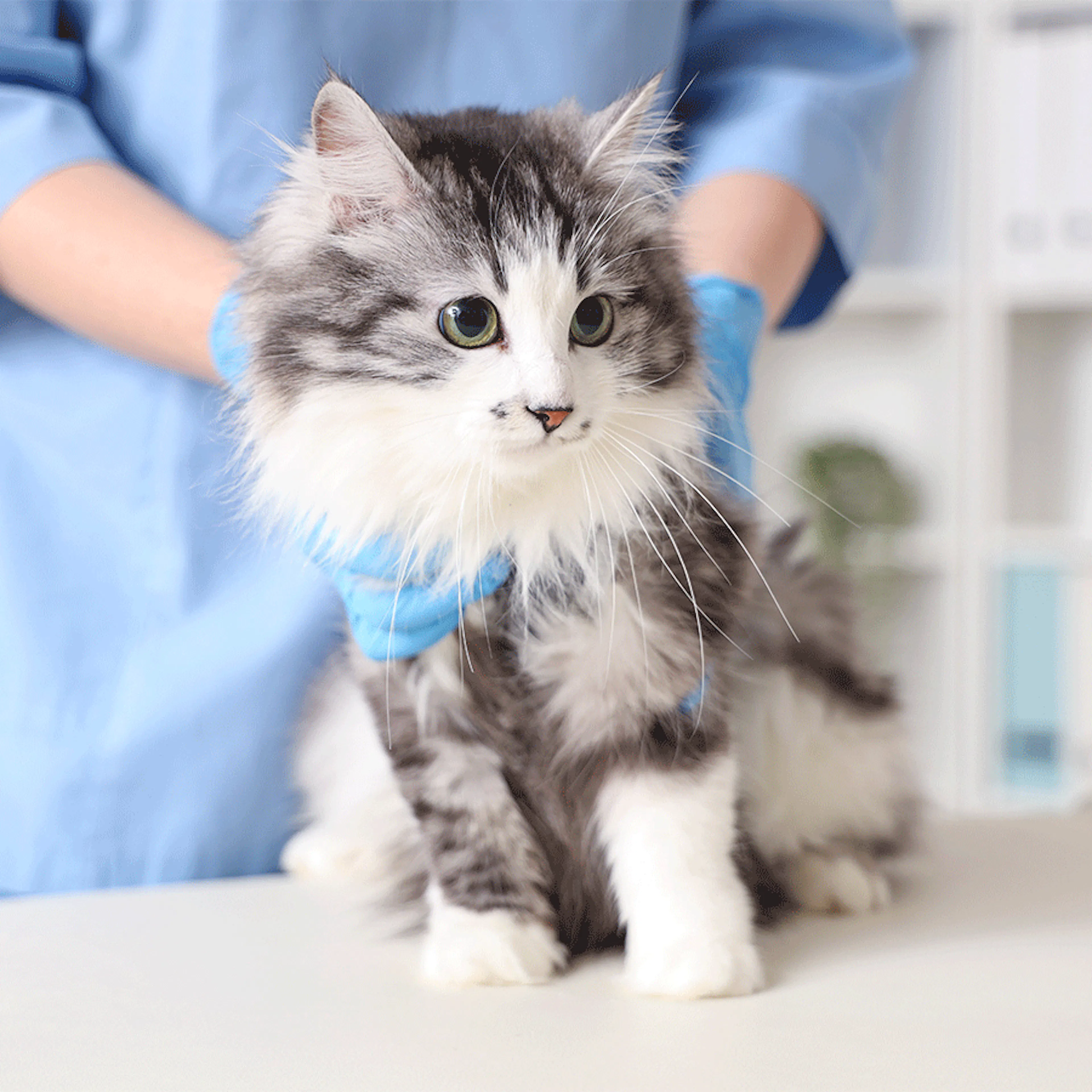 épilepsie chats homéopathie