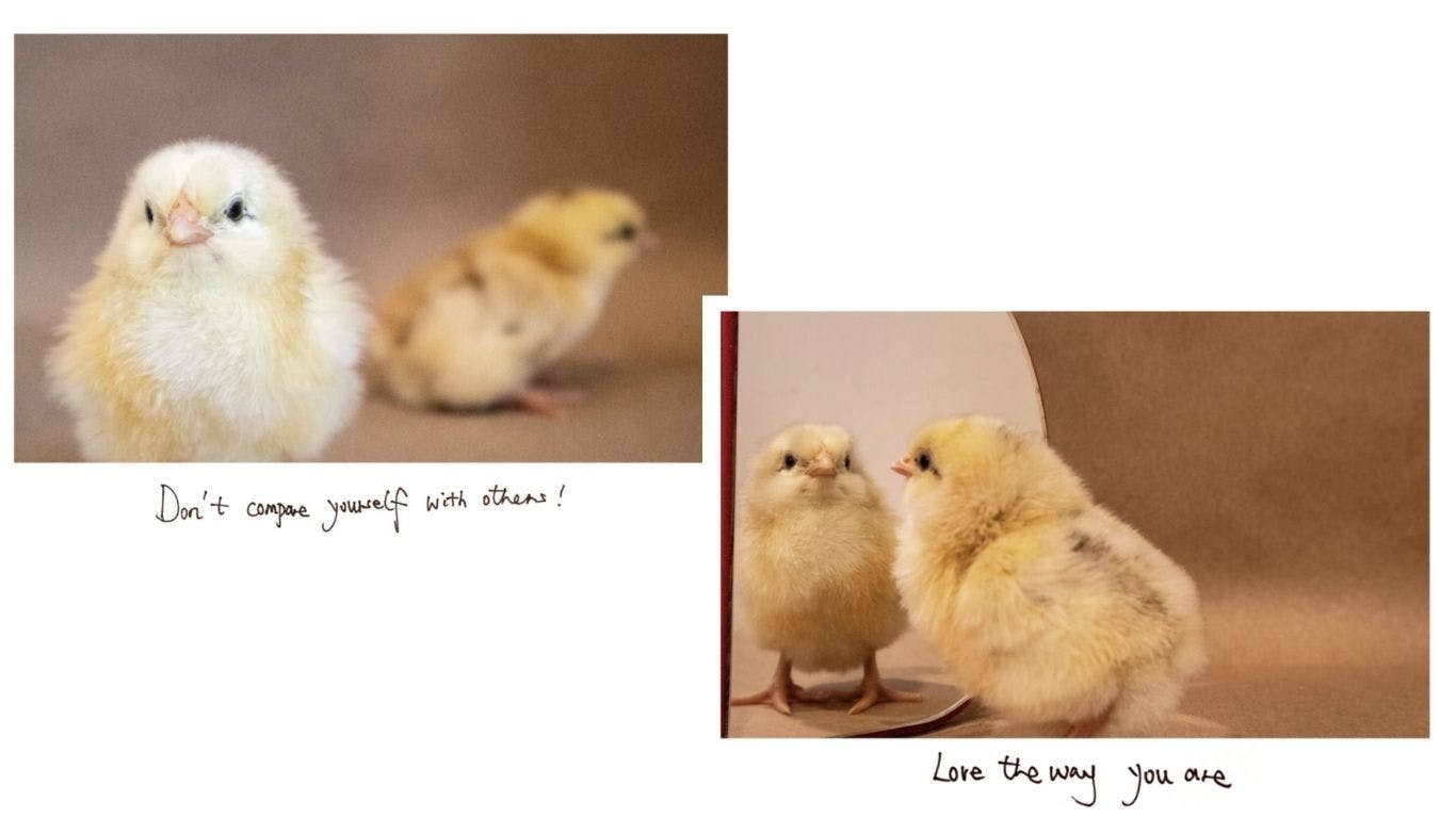 Don't compare yourself with others chicken. Love the way you are chicken. 