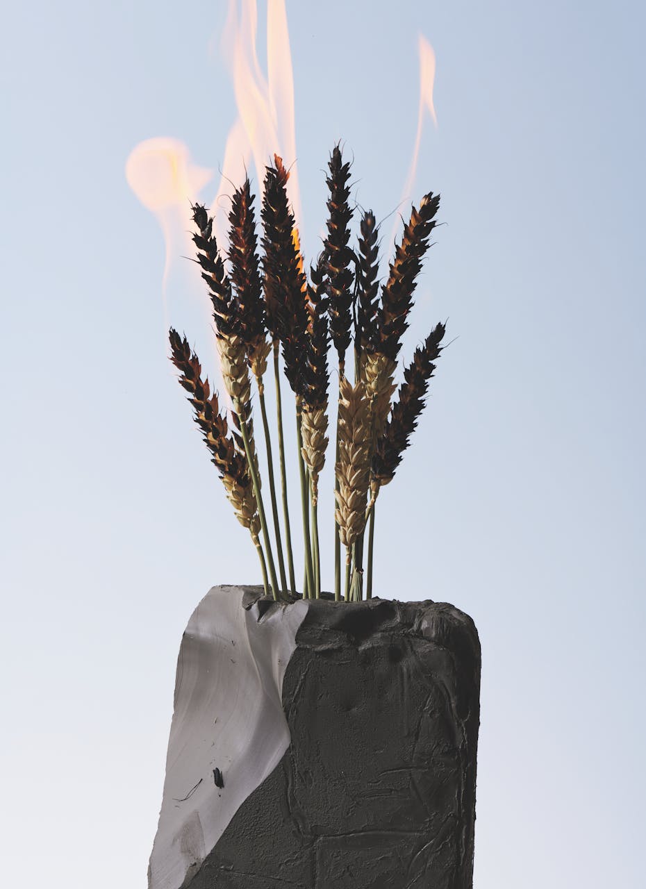 shooting mint natures mortes