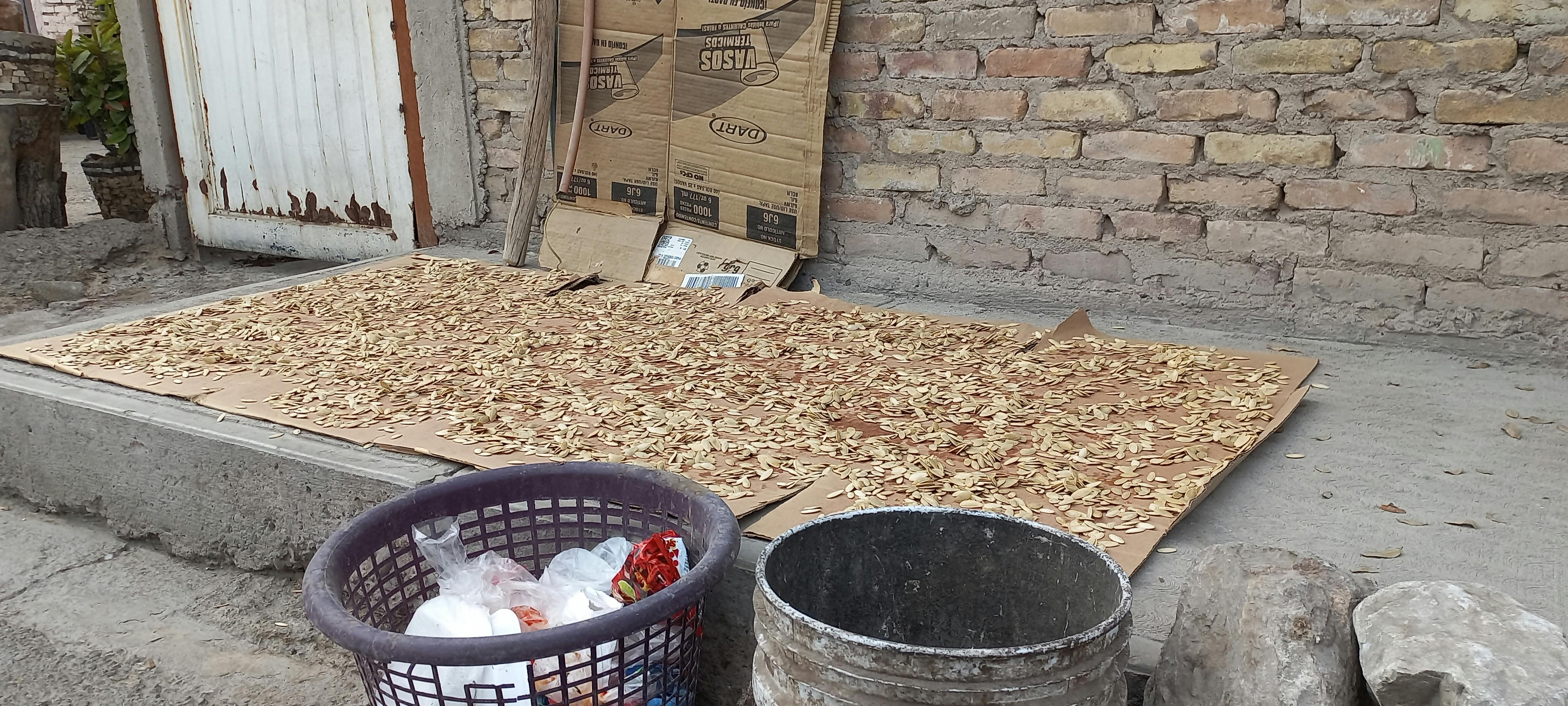 Semillas de calabaza al sol