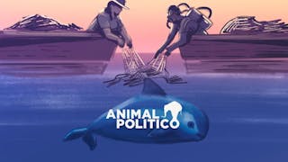 Pescadores y buzos limpian el mar en el Alto Golfo para procurar la biodiversidad marina