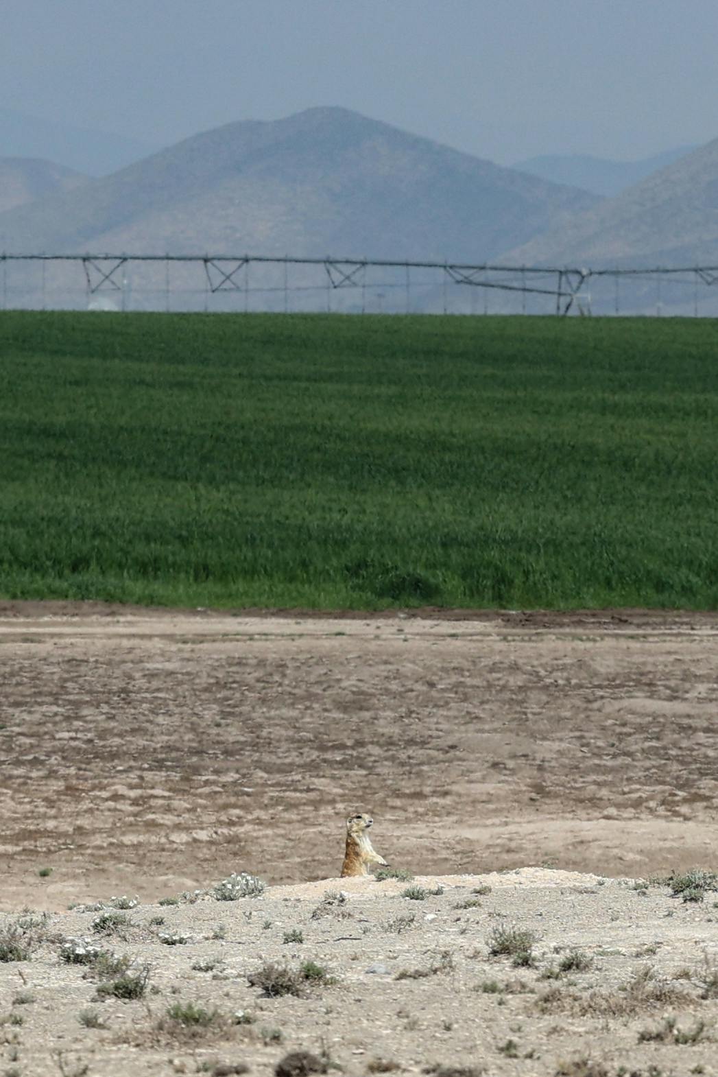 Perro llanero mexicano sale de dsu madriguera frente a campos de cultivo y riego