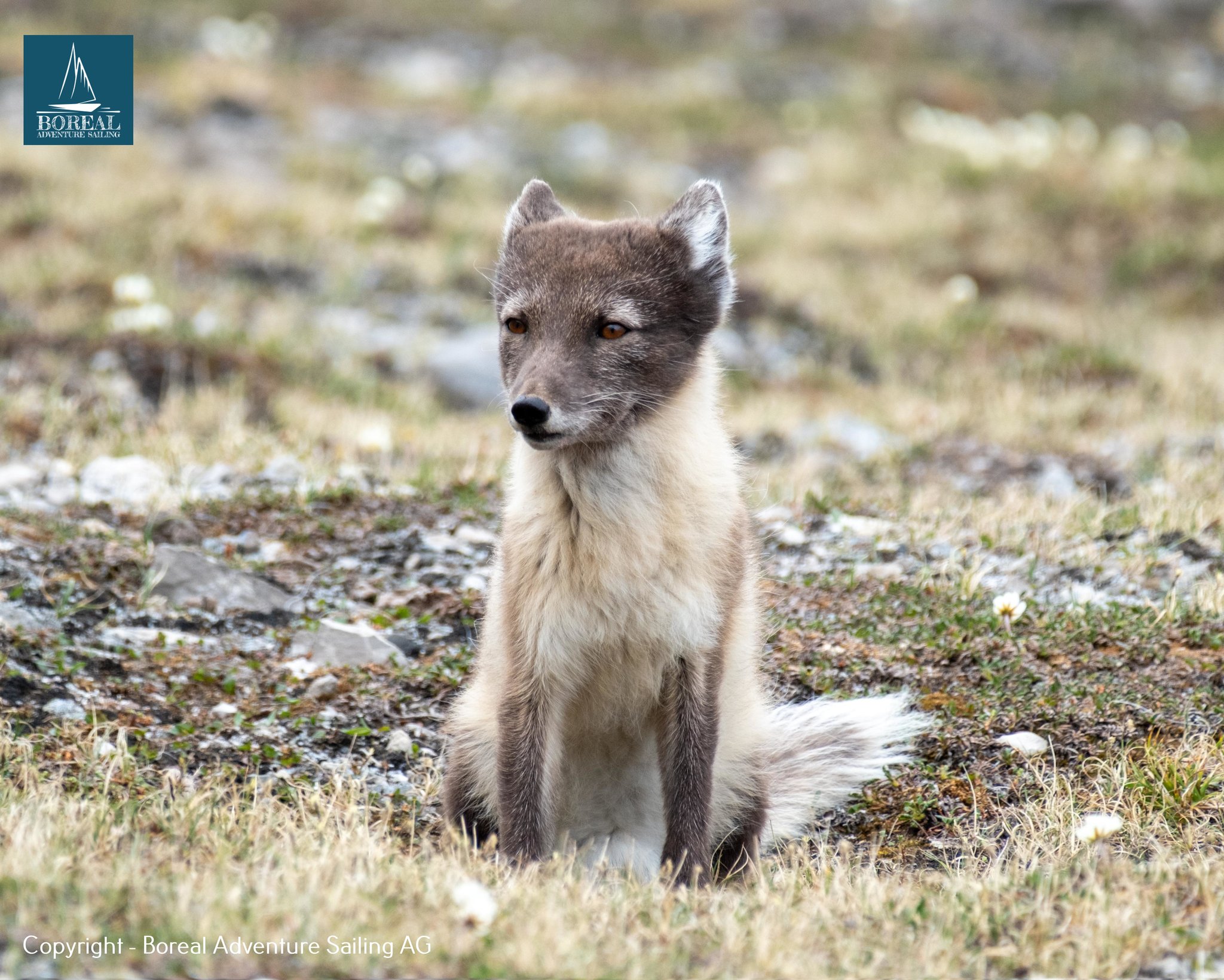 Sail & Explore, Svalbard: Arctic fox in summer coat sitting on the tundra