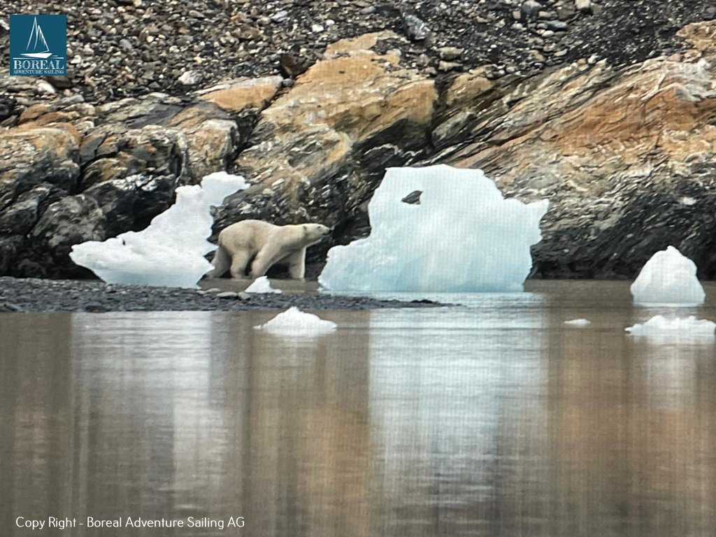 Sail & Explore, Svalbard: polar bear walking between stranded icebergs on a rocky shore