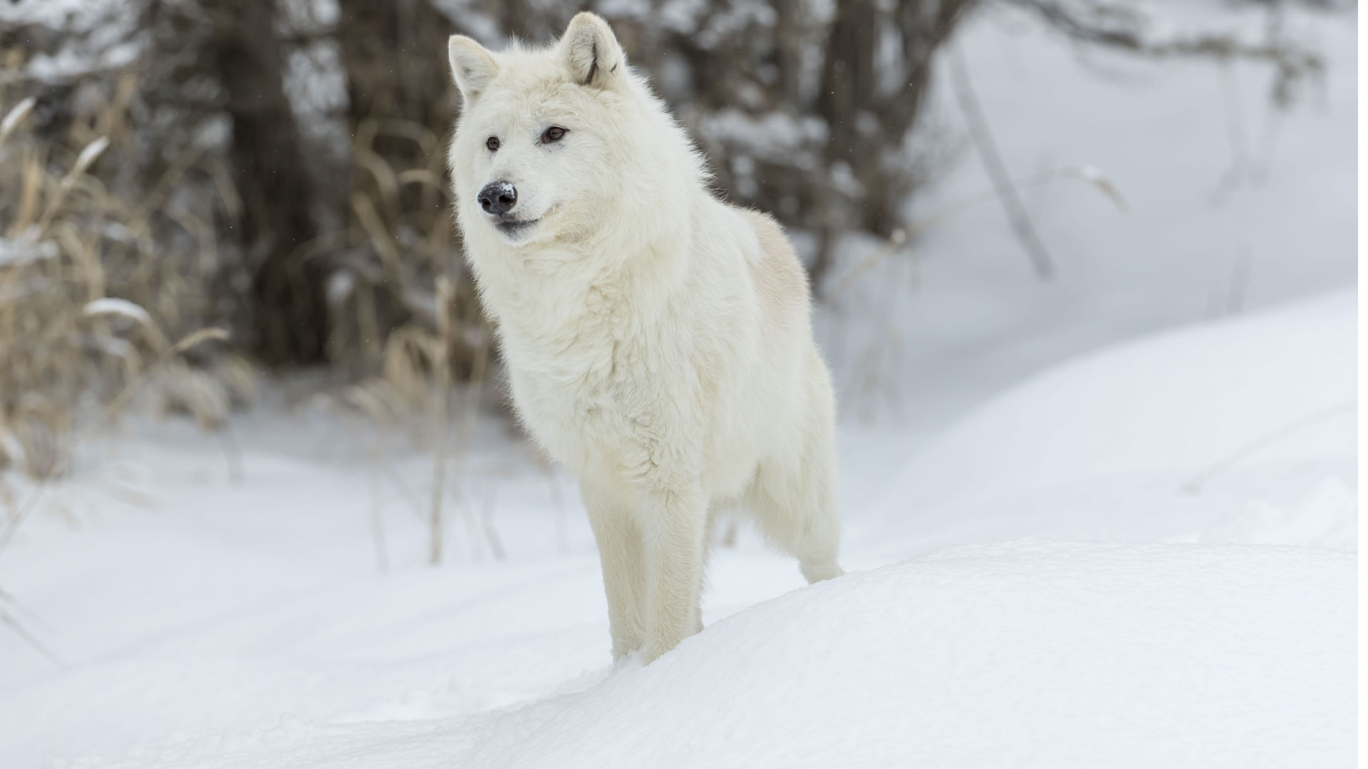 hero background image