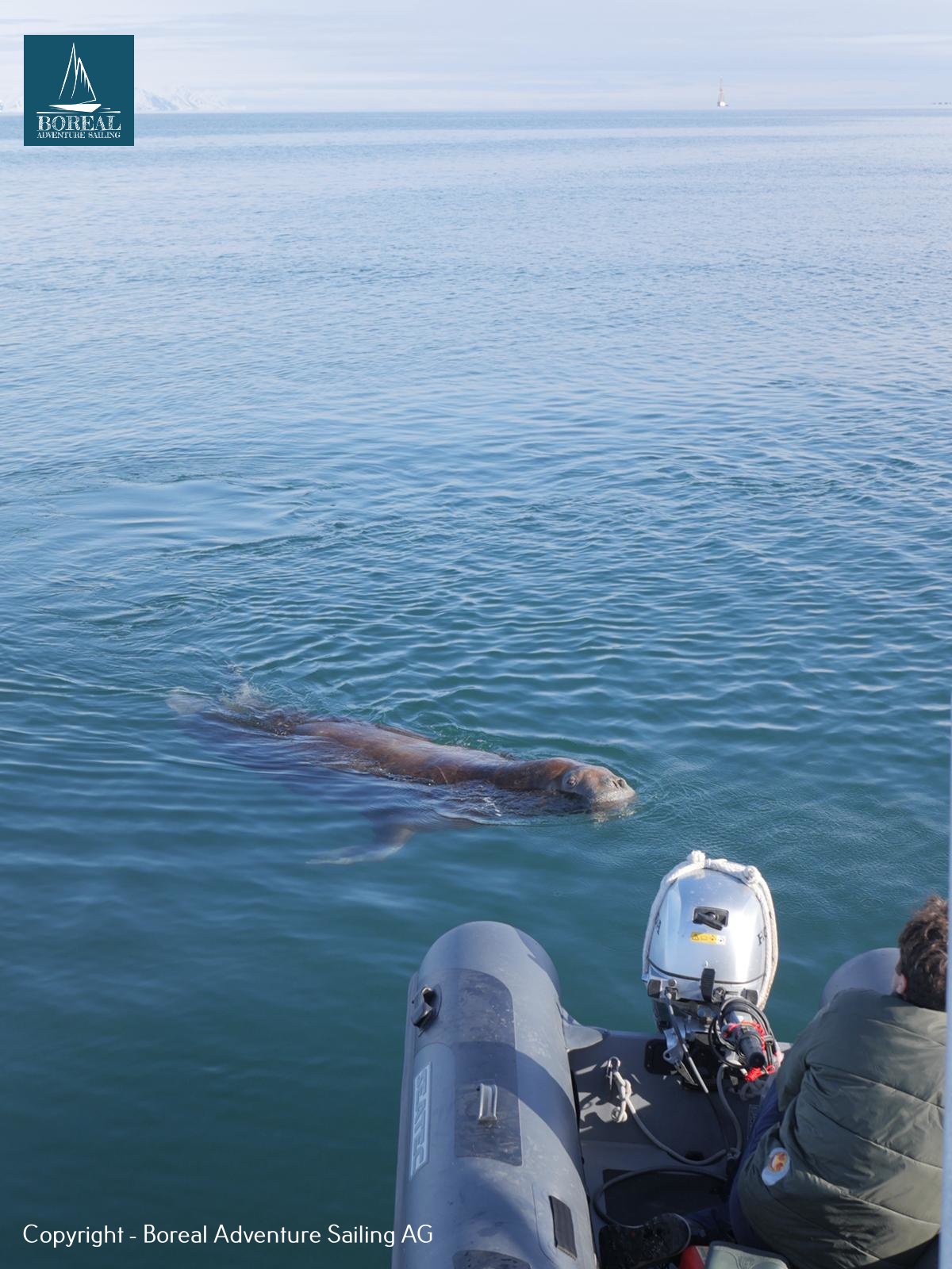 Ski & Sail, Svalbard: walrus swimming right beside the dinghy in calm water