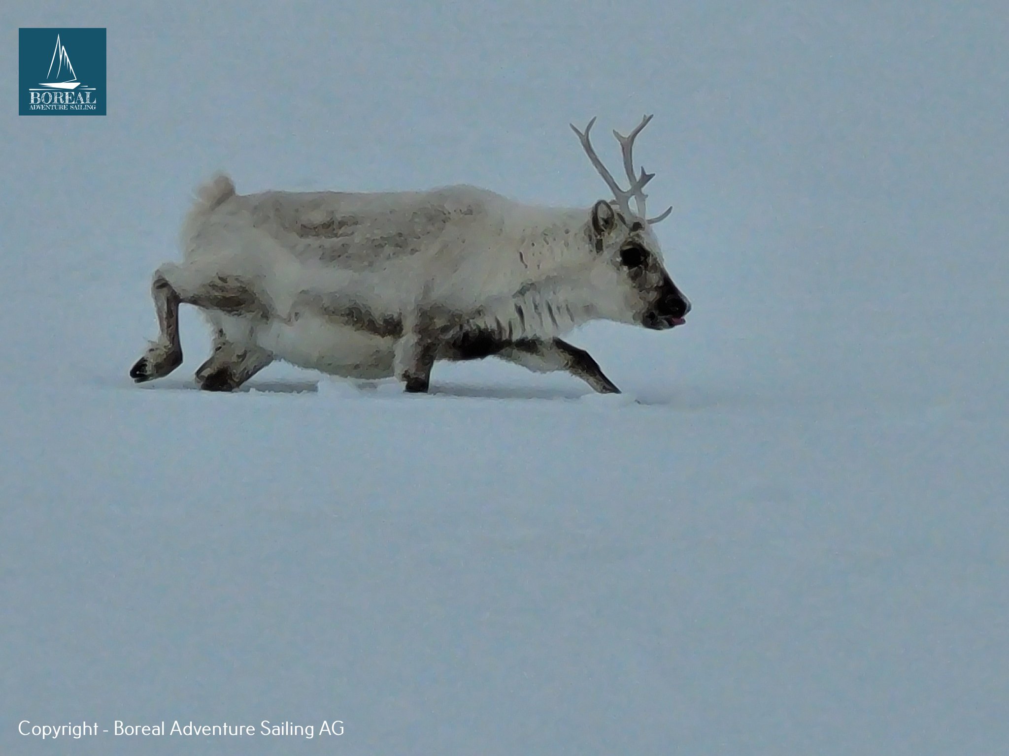 Ski & Sail, Svalbard: Svalbard reindeer walking across the snow